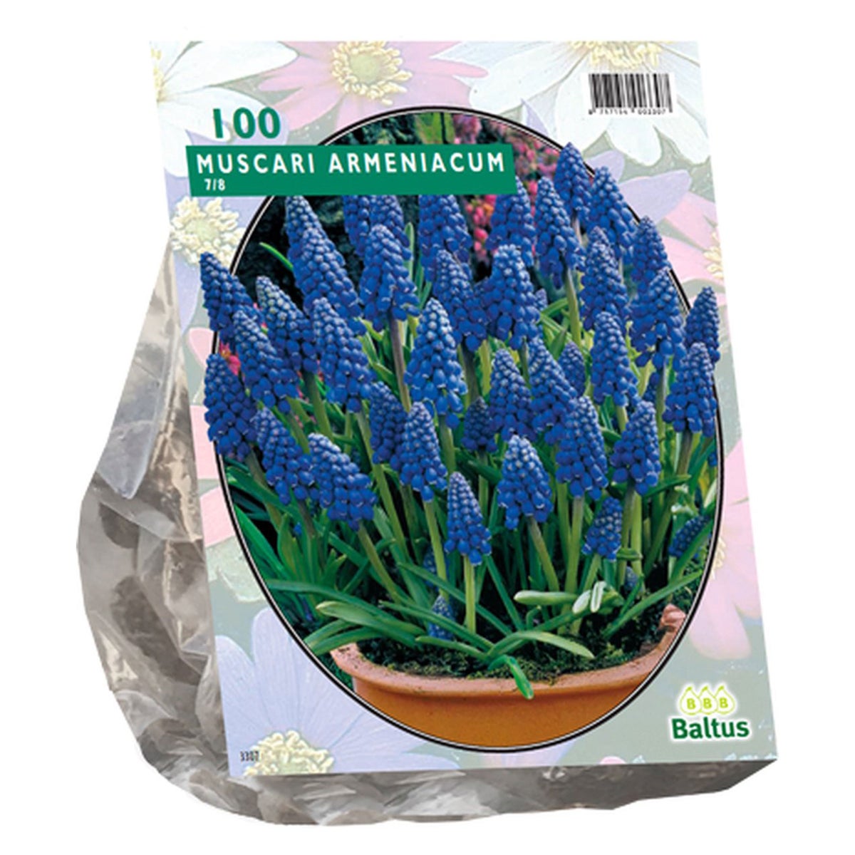 Muscari Armeniacum per 100 Muscari Armeniacum per 100