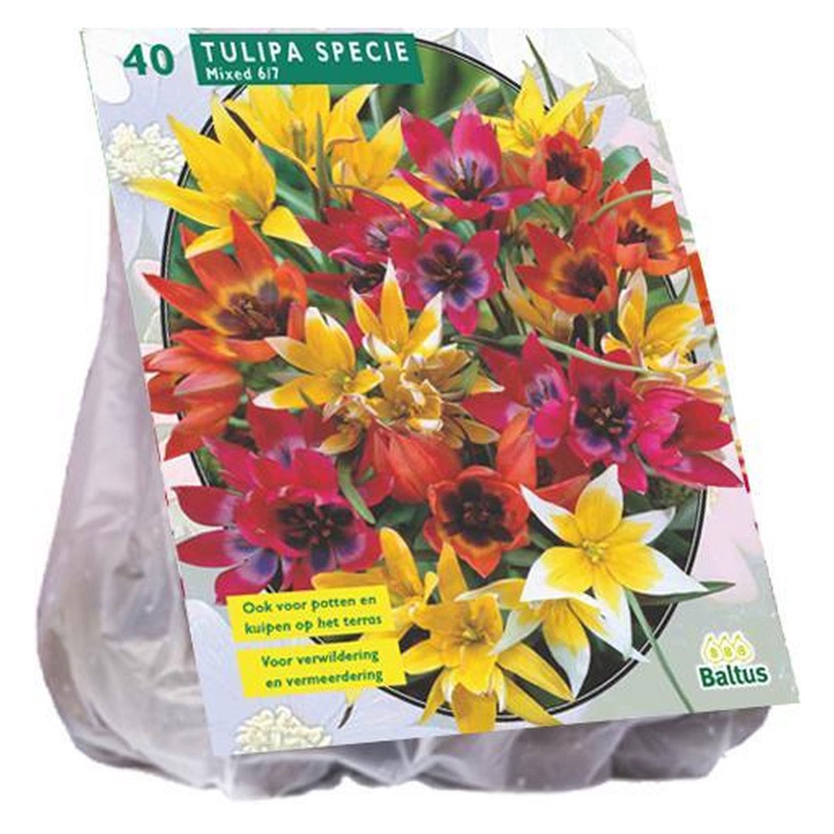 Tulipa Specie mix per 40 Tulipa Specie mix per 40