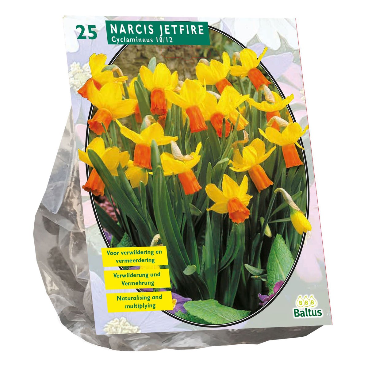 Narcis Mini Jetfire geel oranje per 25 Narcis Mini Jetfire geel oranje per 25