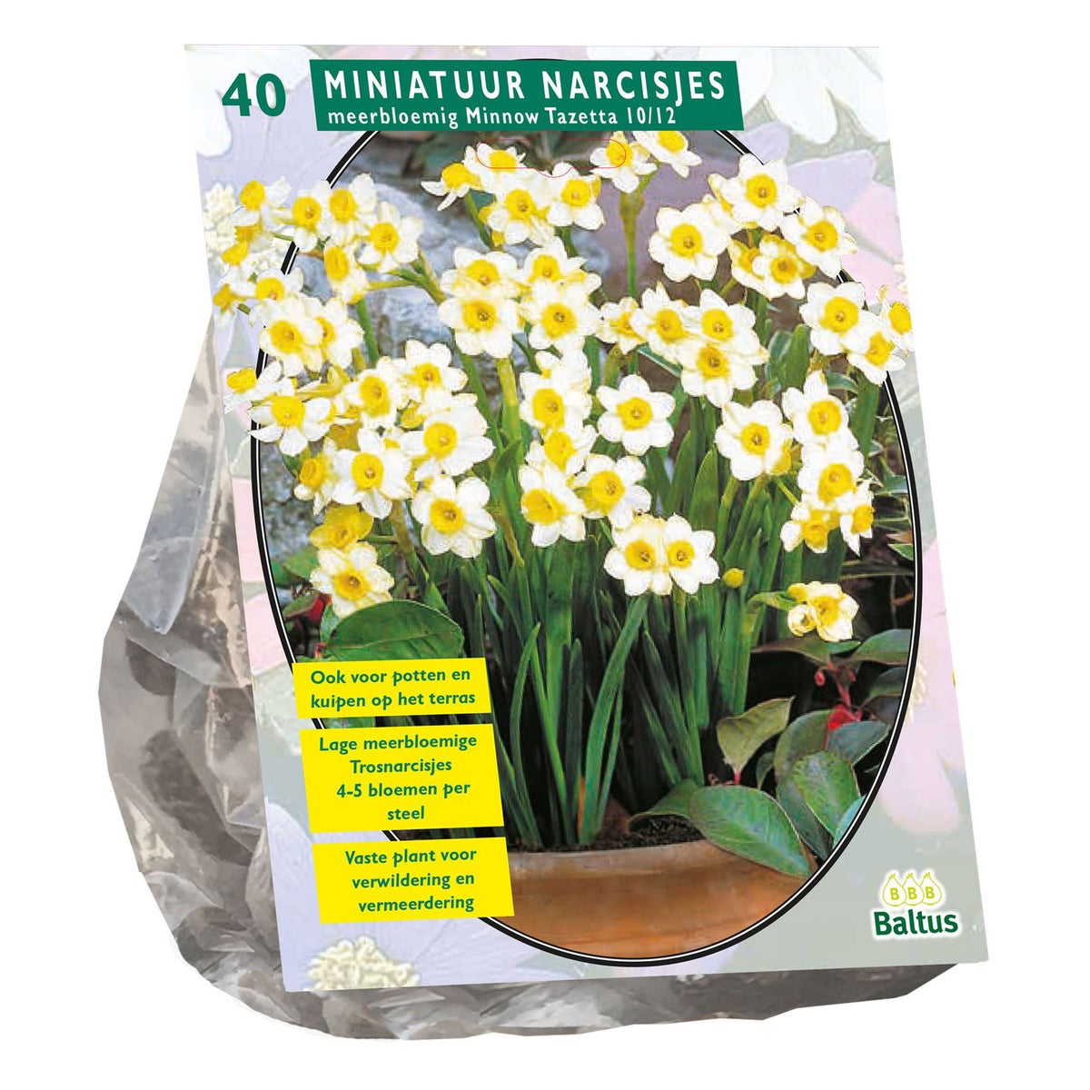 Narcis Mini Minnow per 40 Narcis Mini Minnow per 40