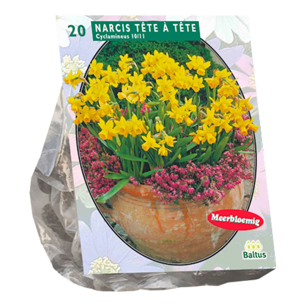 Narcis Mini Tete a Tete per 20 Narcis Mini Tete a Tete per 20