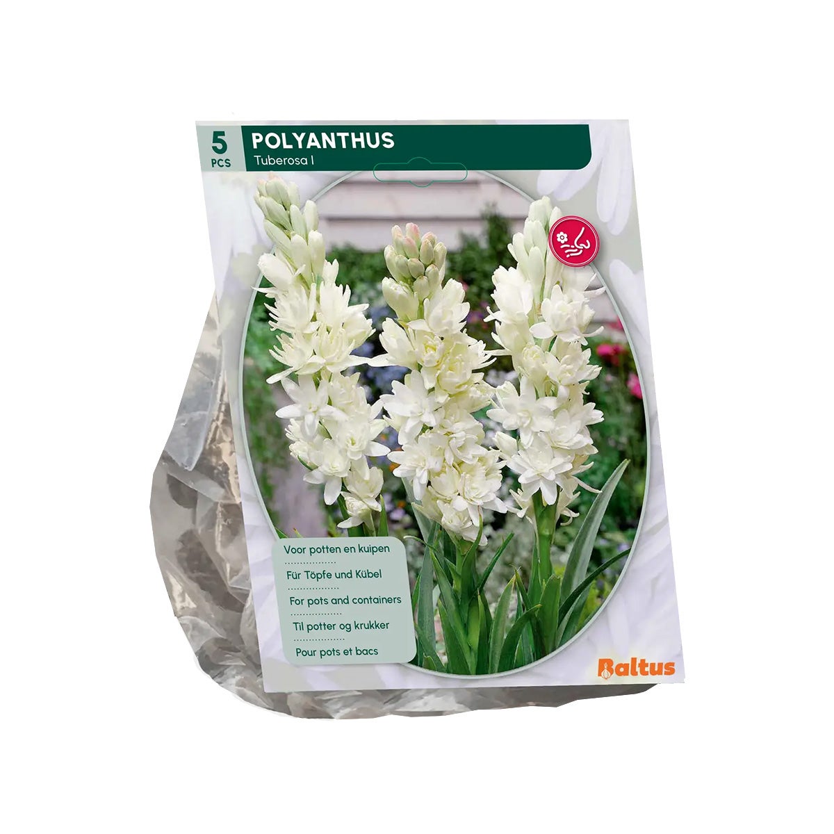 Polyanthus Tuberosa Polyanthus Tuberosa