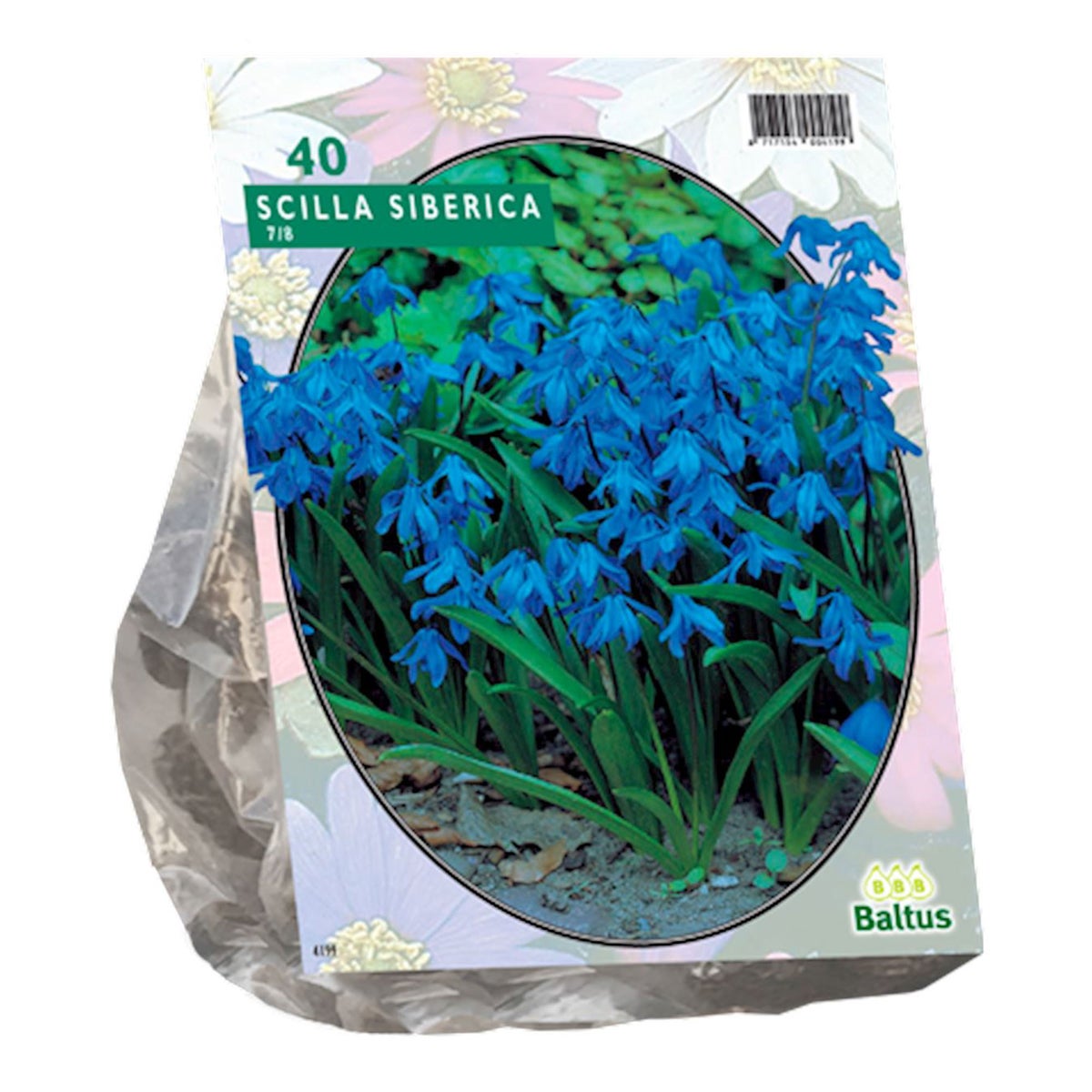 Scilla Siberica per 40 Scilla Siberica per 40