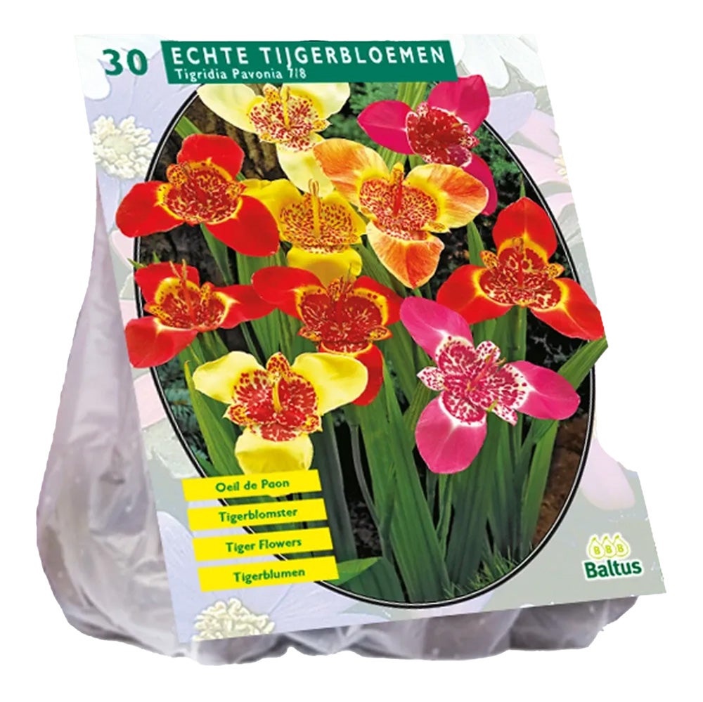 Tigridia Pavonia mix per 30 Tigridia Pavonia mix per 30