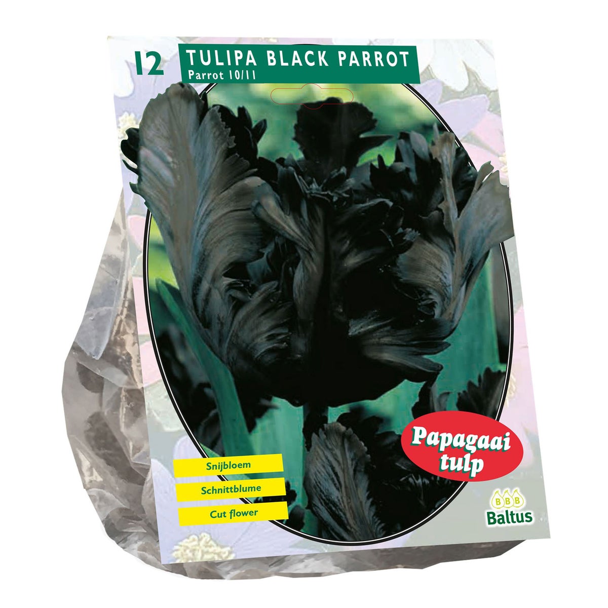 Tulipa Black Parrot Parkiet per 12 Tulipa Black Parrot Parkiet per 12