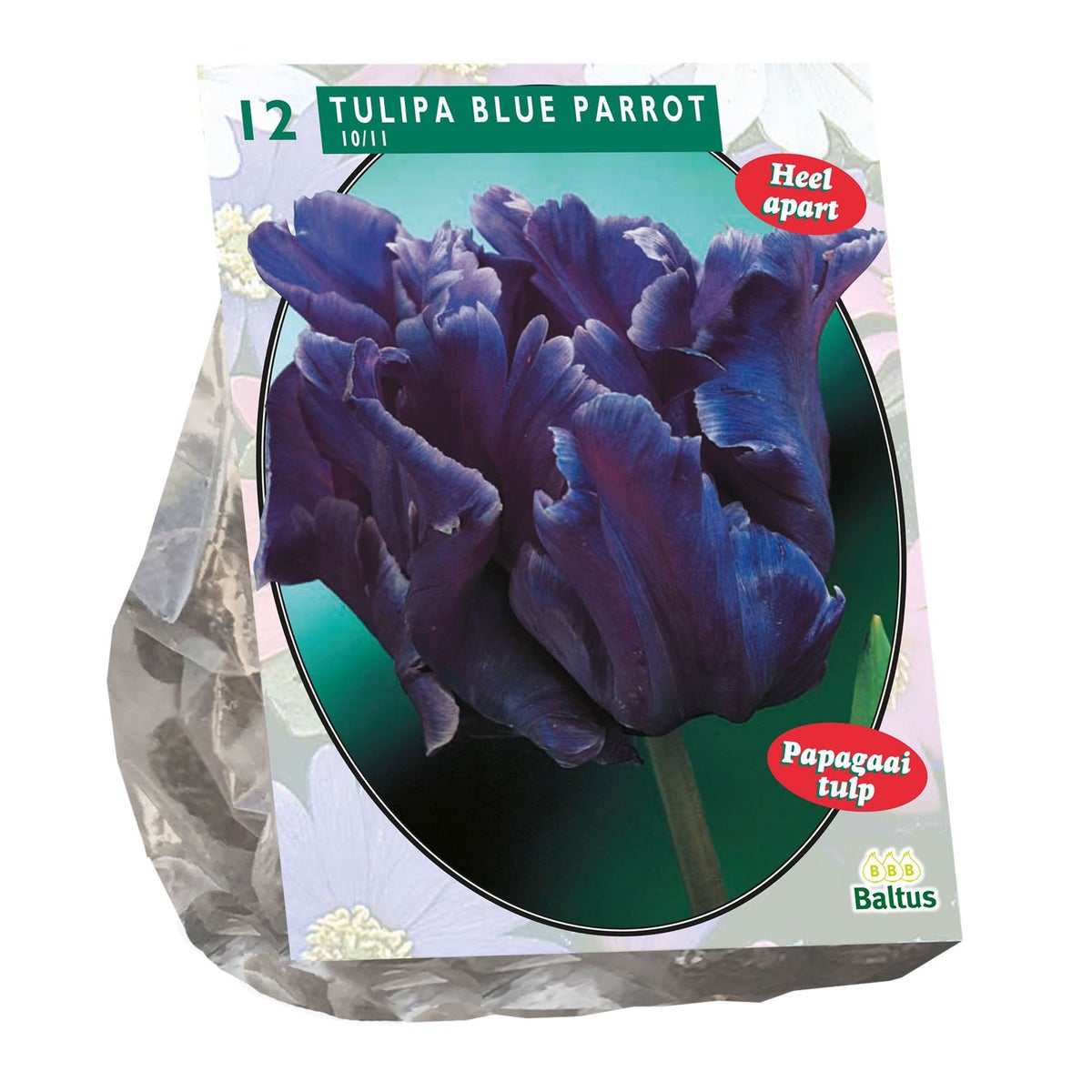 Tulipa Blue Parrot Parkiet per 12 Tulipa Blue Parrot Parkiet per 12