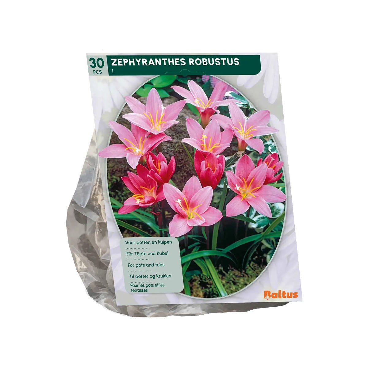 Zephyranthus Robustus Zephyranthus Robustus