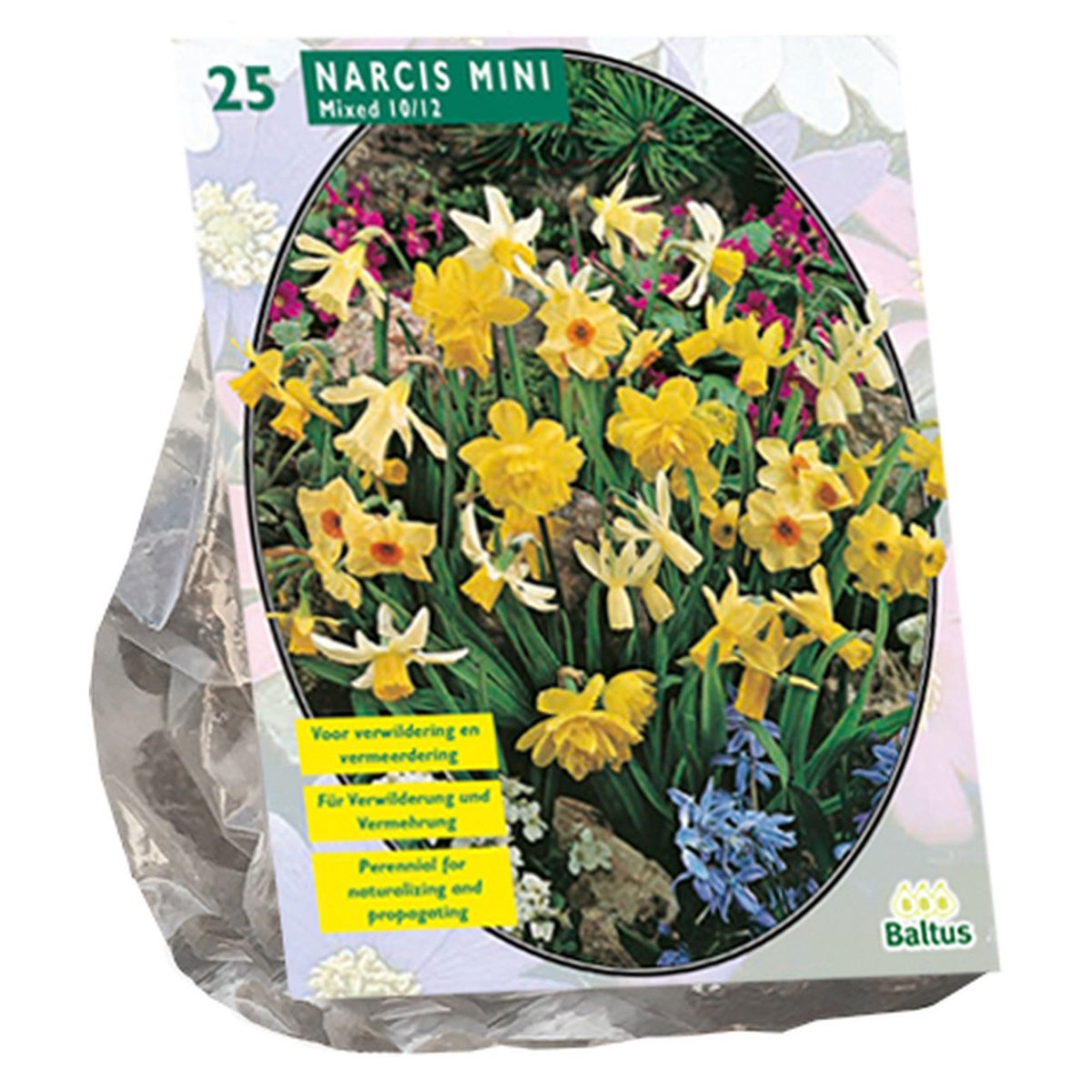Narcis Mini mix per 25 Narcis Mini mix per 25