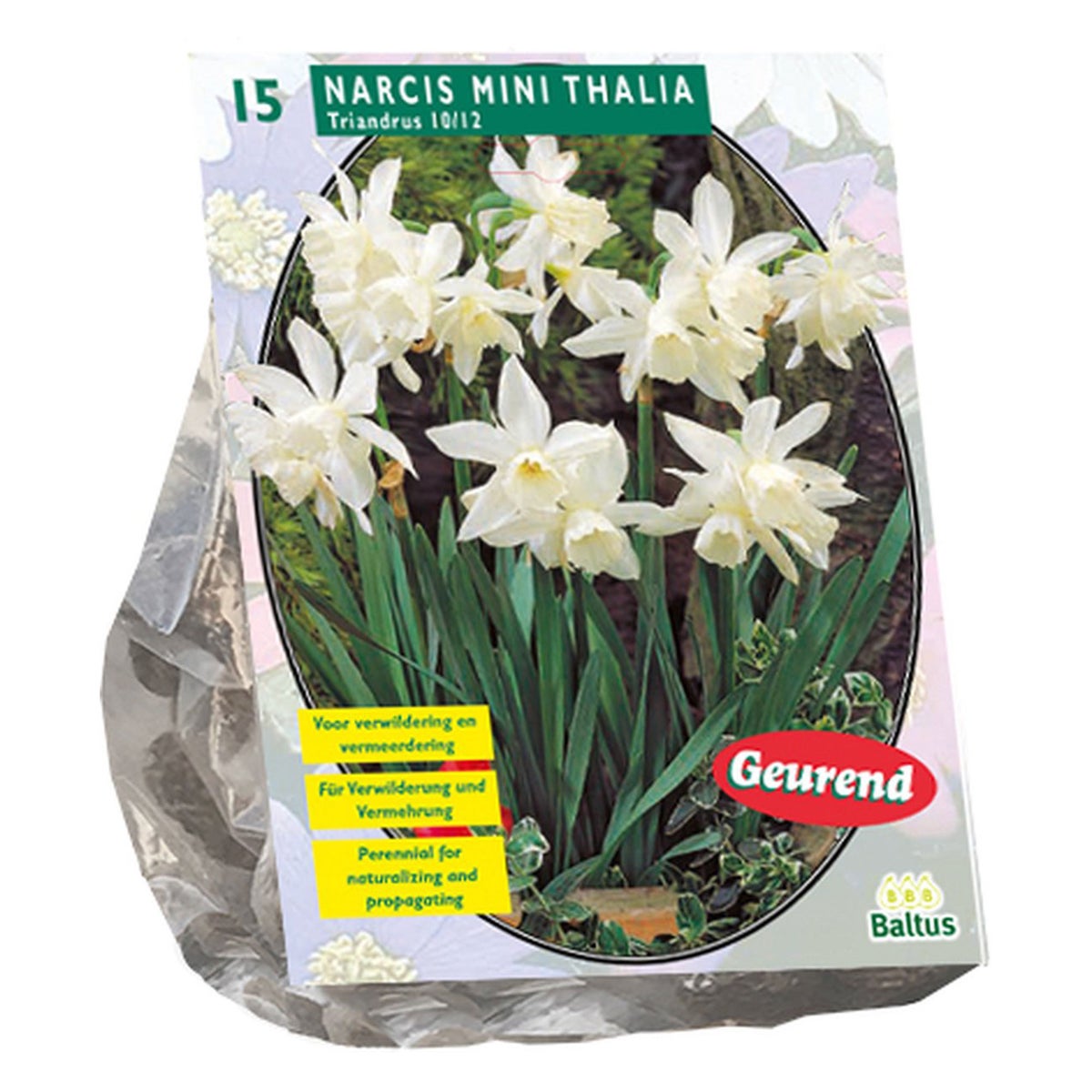Narcis Mini Thalia per 15 Narcis Mini Thalia per 15