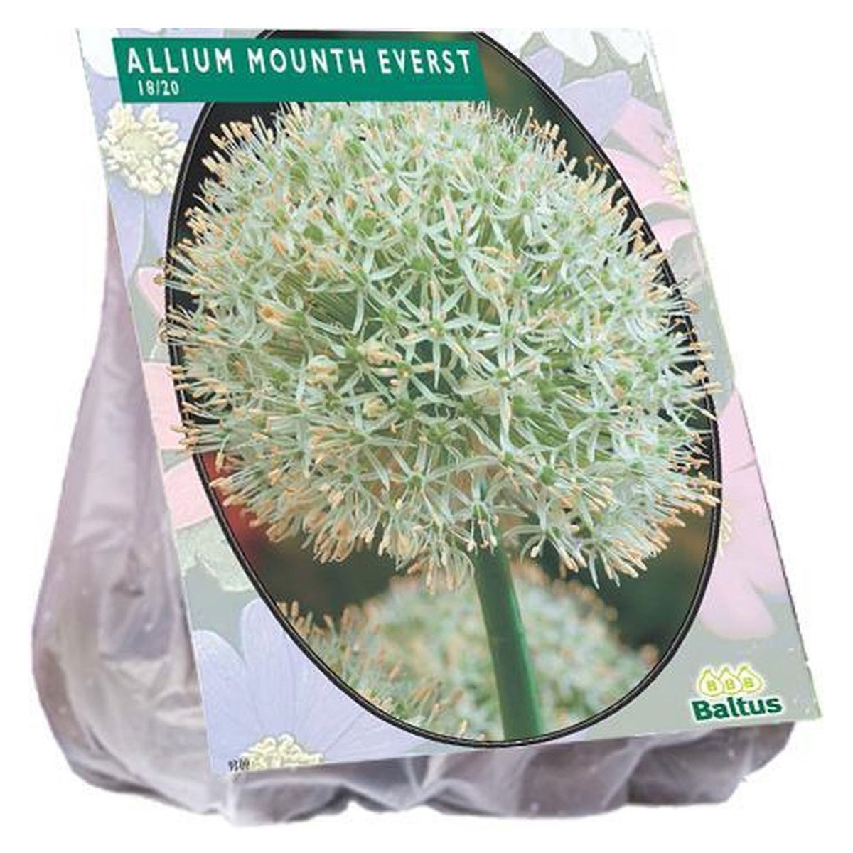 Allium Mount Everest per 3 Allium Mount Everest per 3