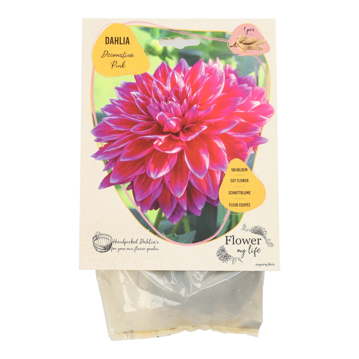 Dahlia flower my life deco pink Dahlia flower my life deco pink