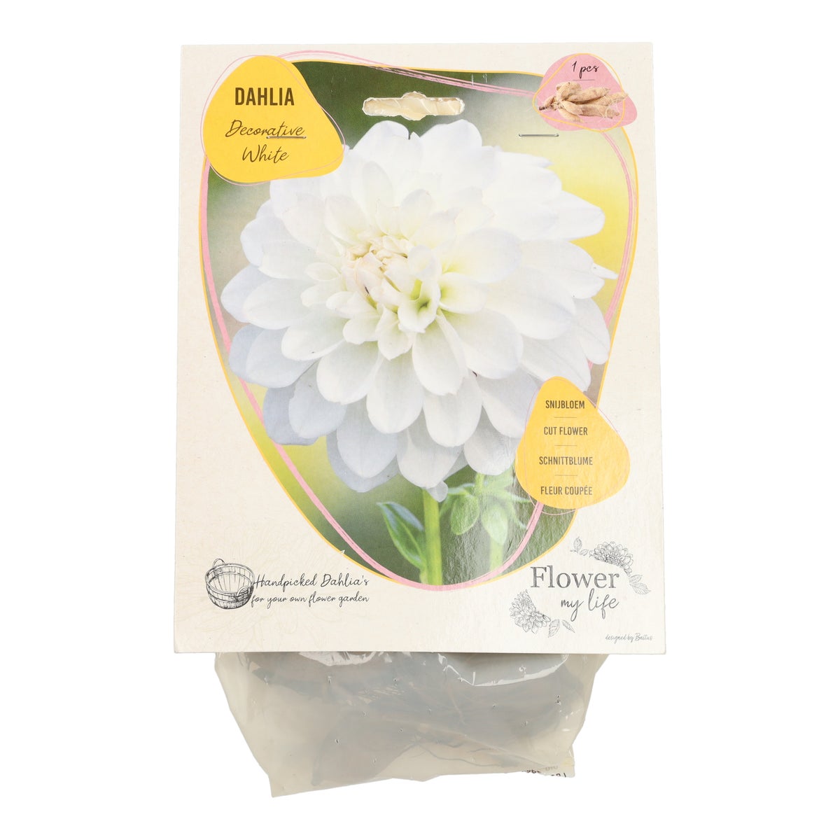 Dahlia flower my life deco white Dahlia flower my life deco white