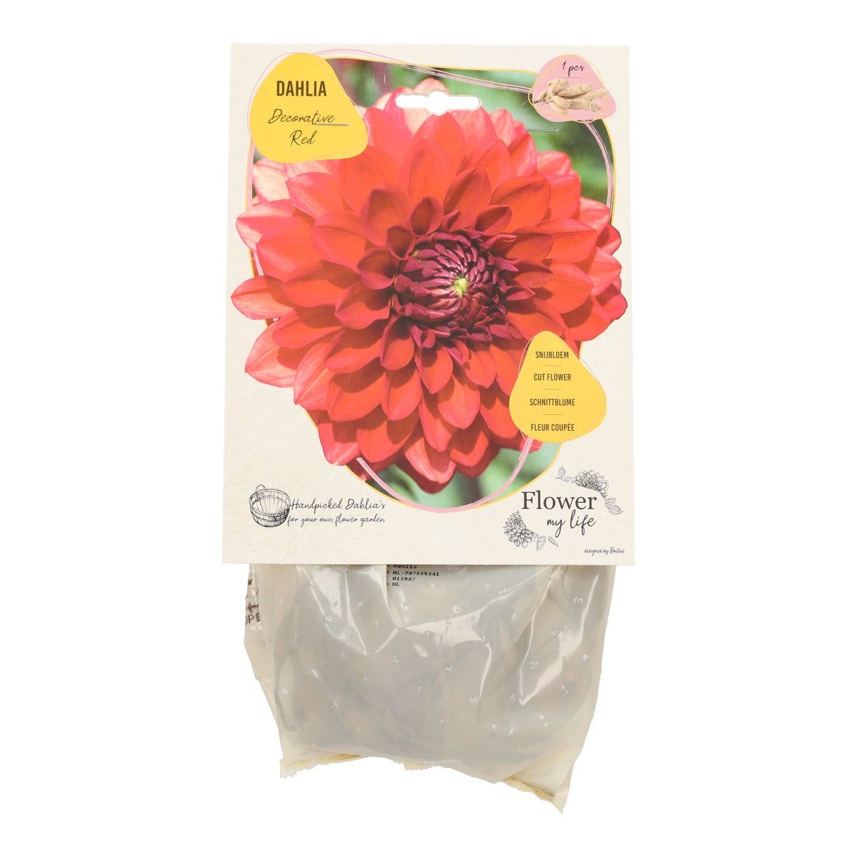 Dahlia Flower my life deco red Dahlia Flower my life deco red