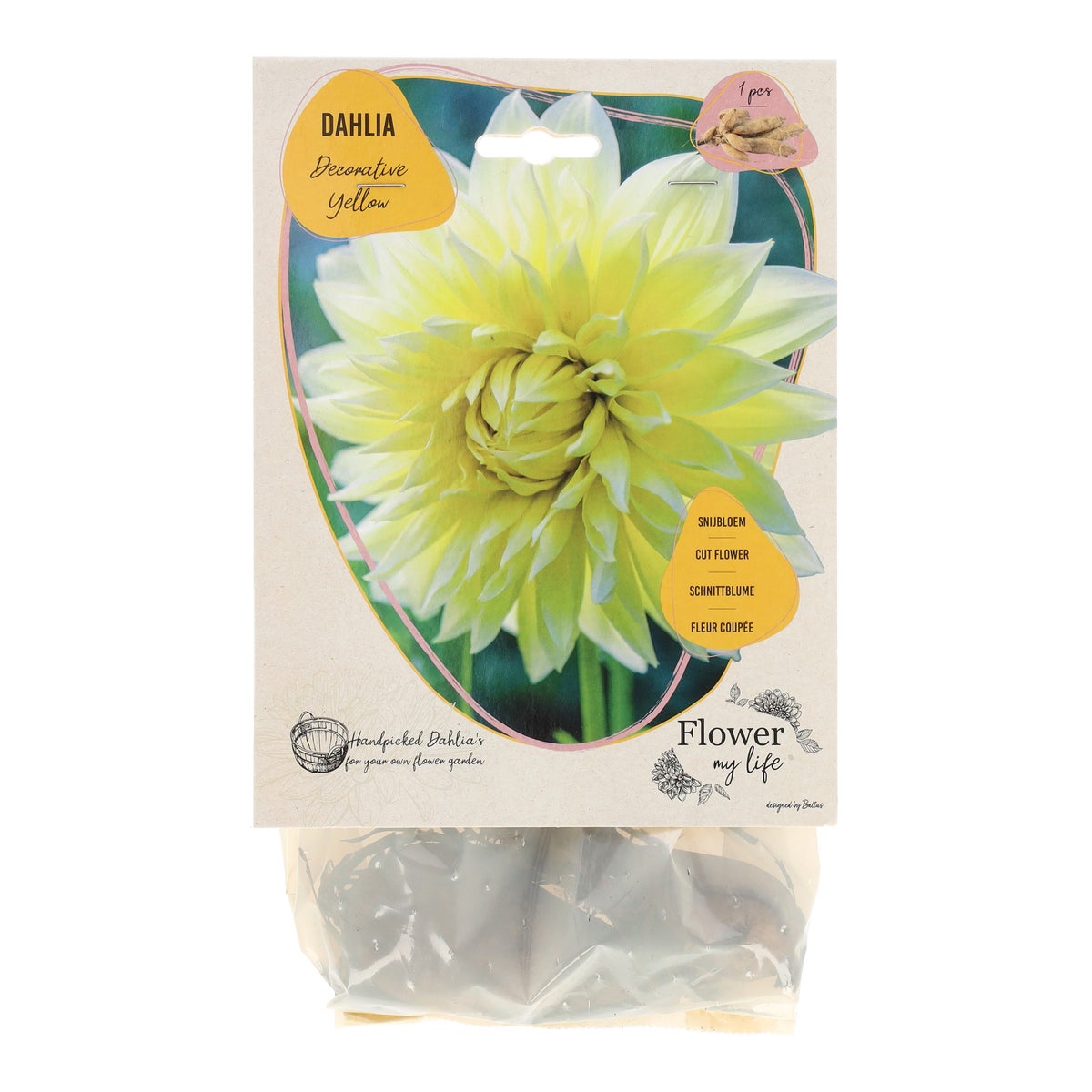 Dahlia flower my life deco yellow Dahlia flower my life deco yellow