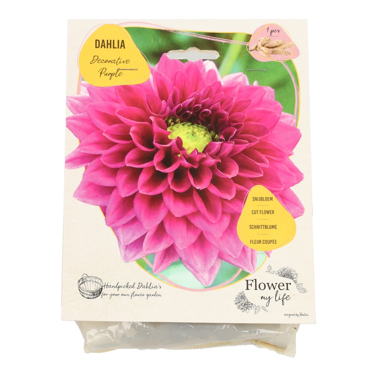 Dahlia flower my life deco purple Dahlia flower my life deco purple
