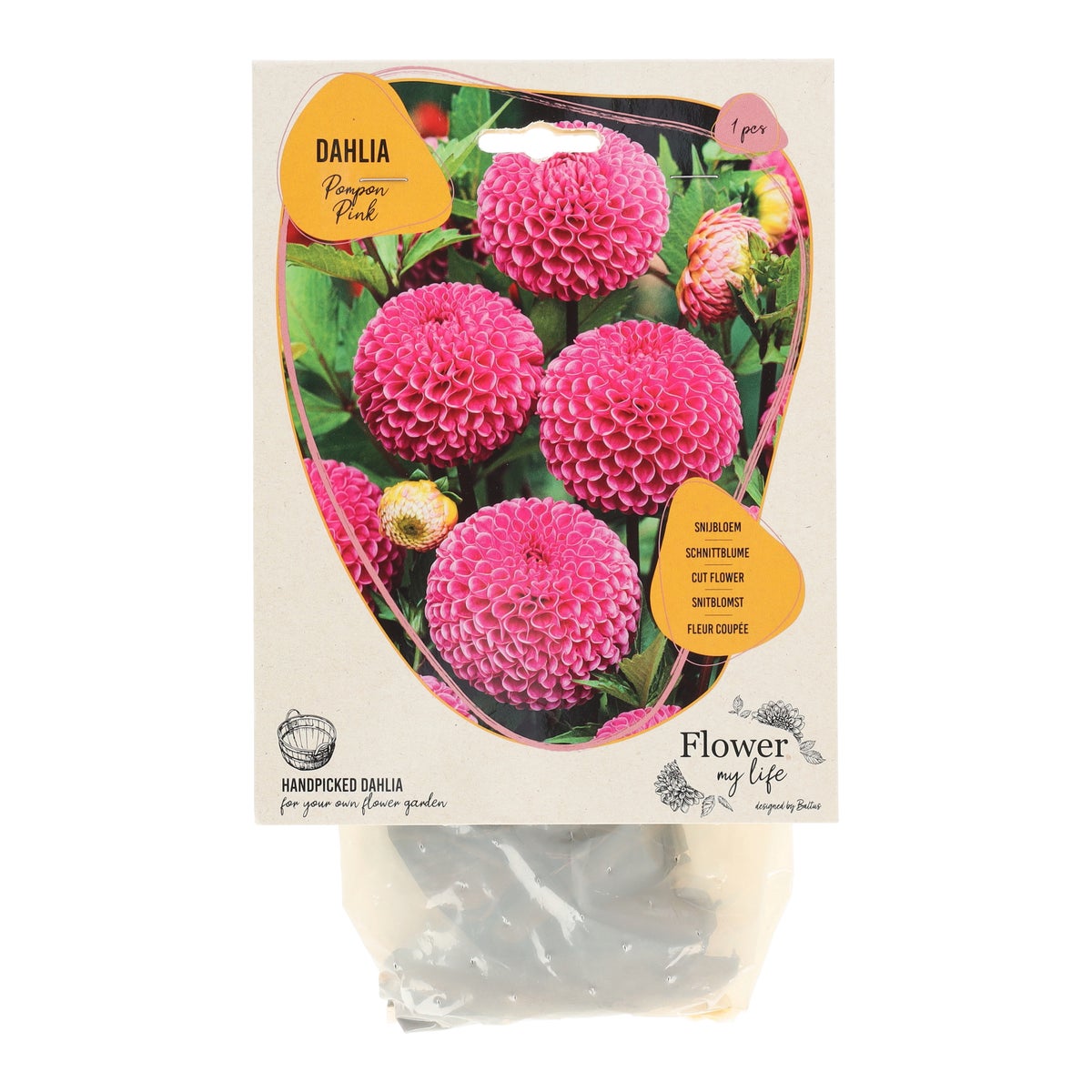 Dahlia flower my life pompon pink Dahlia flower my life pompon pink