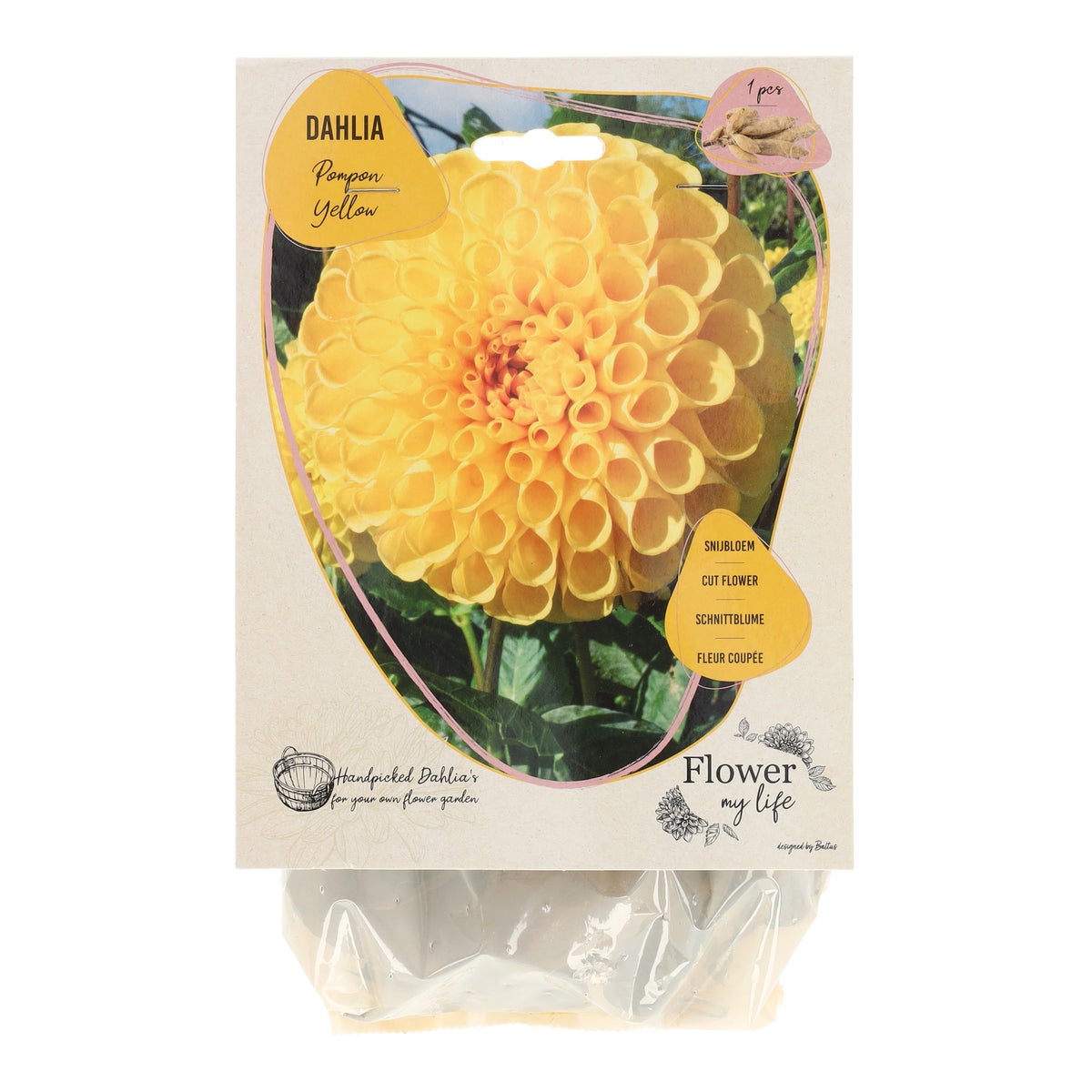 Dahlia flower my life pompon yellow Dahlia flower my life pompon yellow