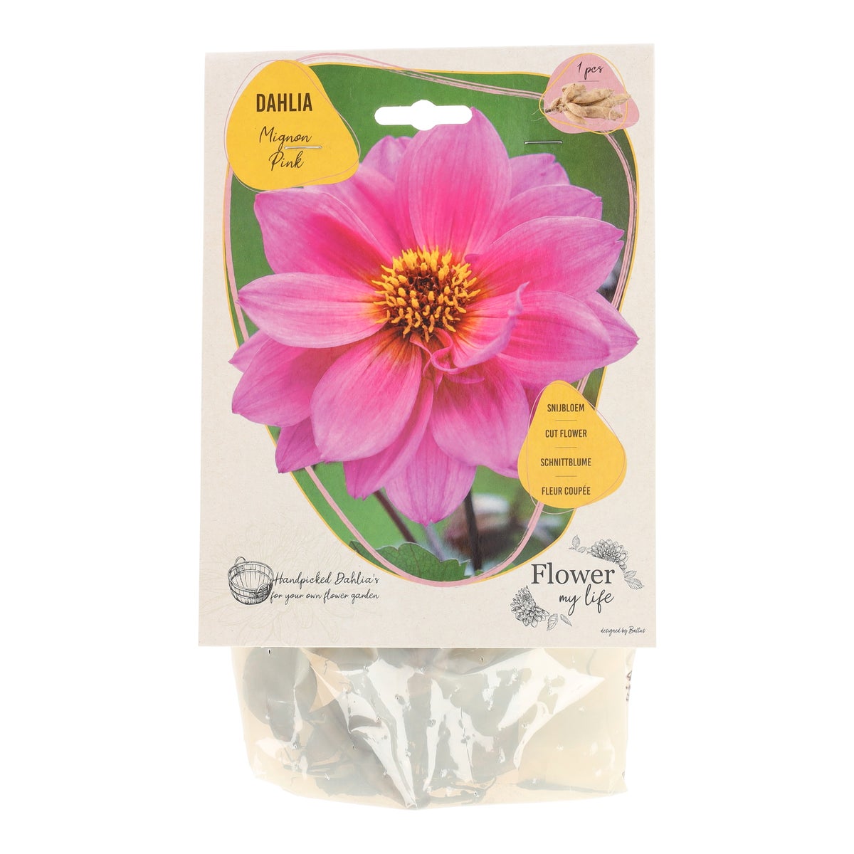 Dahlia flower my life mignon pink Dahlia flower my life mignon pink