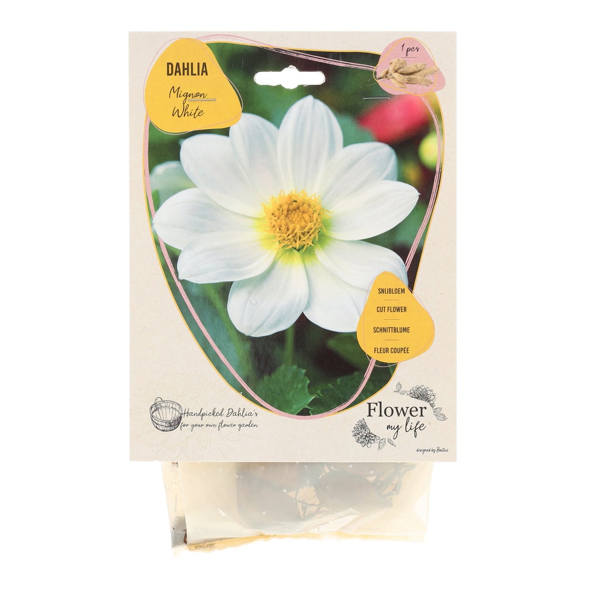 Dahlia flower my life mignon white Dahlia flower my life mignon white