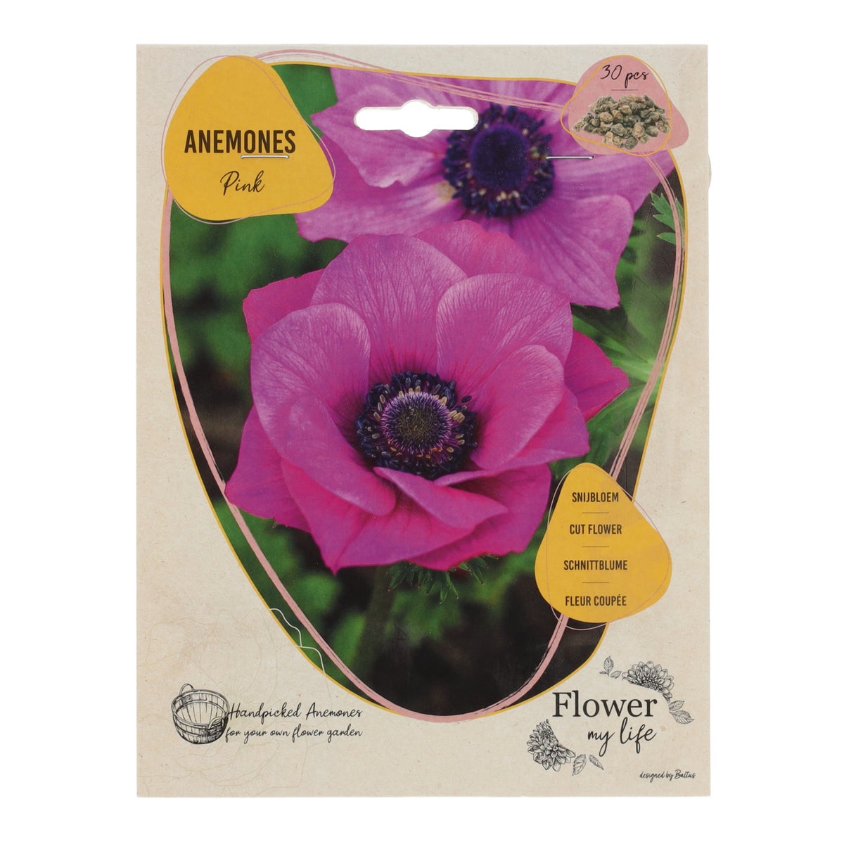 Anemone flower my life pink Anemone flower my life pink