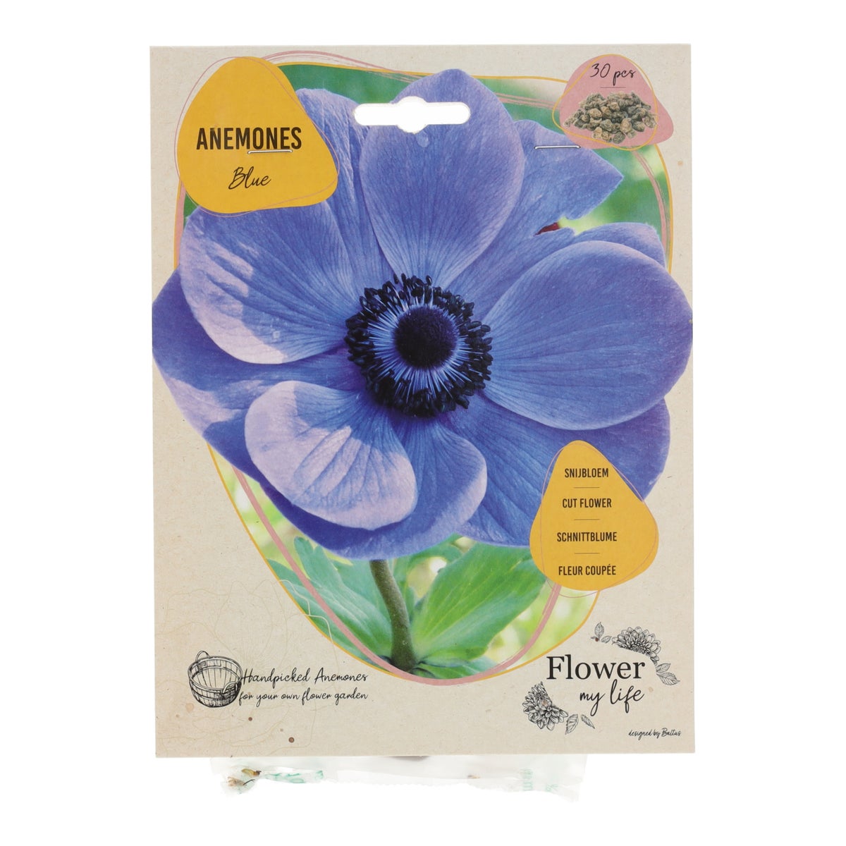 Anemone flower my life blue Anemone flower my life blue