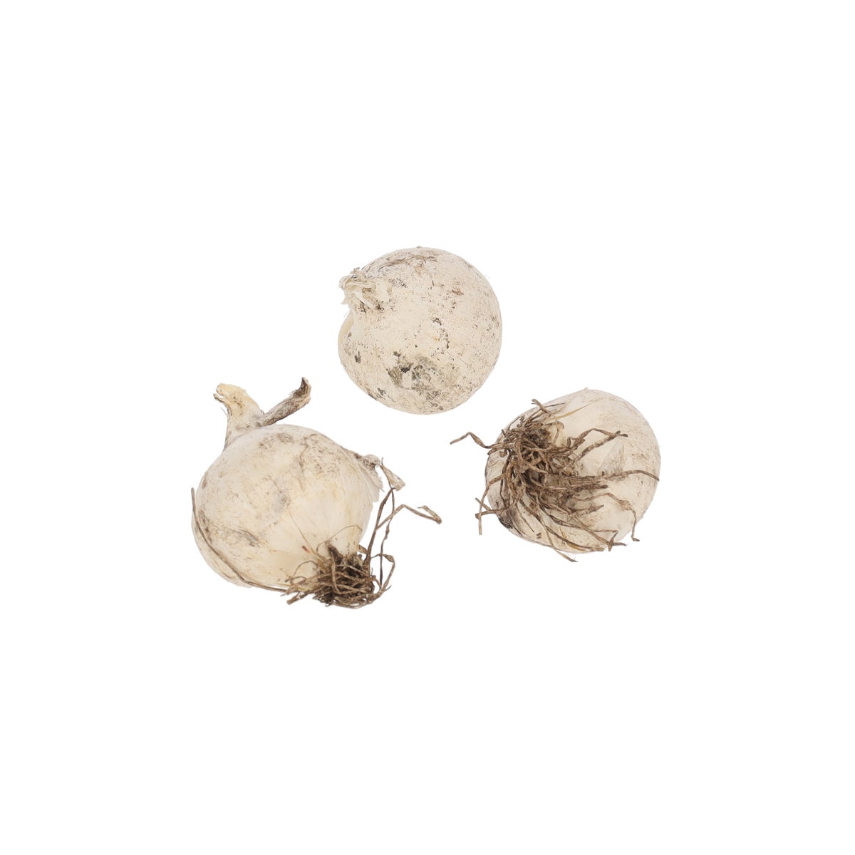 Allium white 15 stuks Allium white 15 stuks