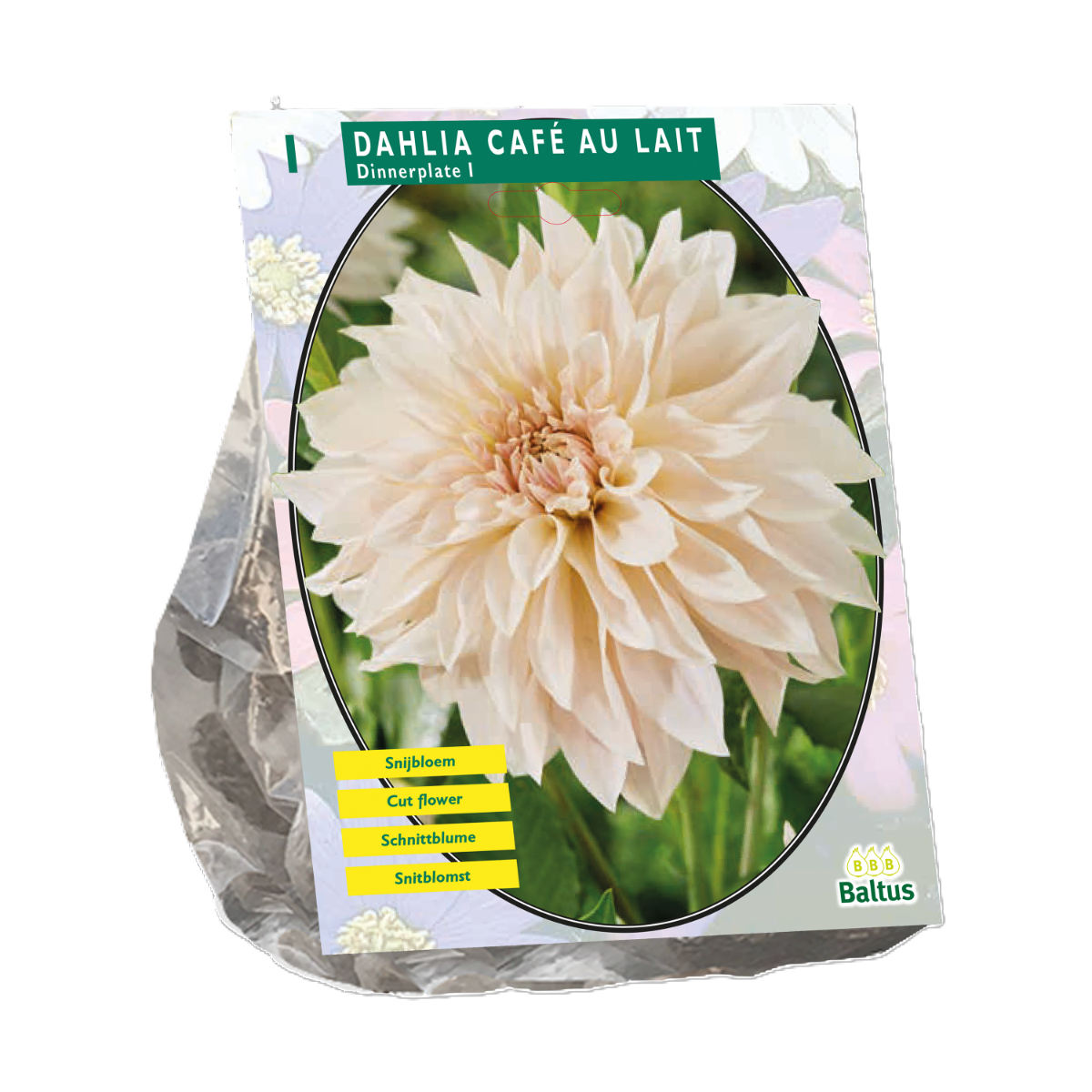 Dahlia Dinnerplate Café au Lait per 1 Dahlia Dinnerplate Café au Lait per 1