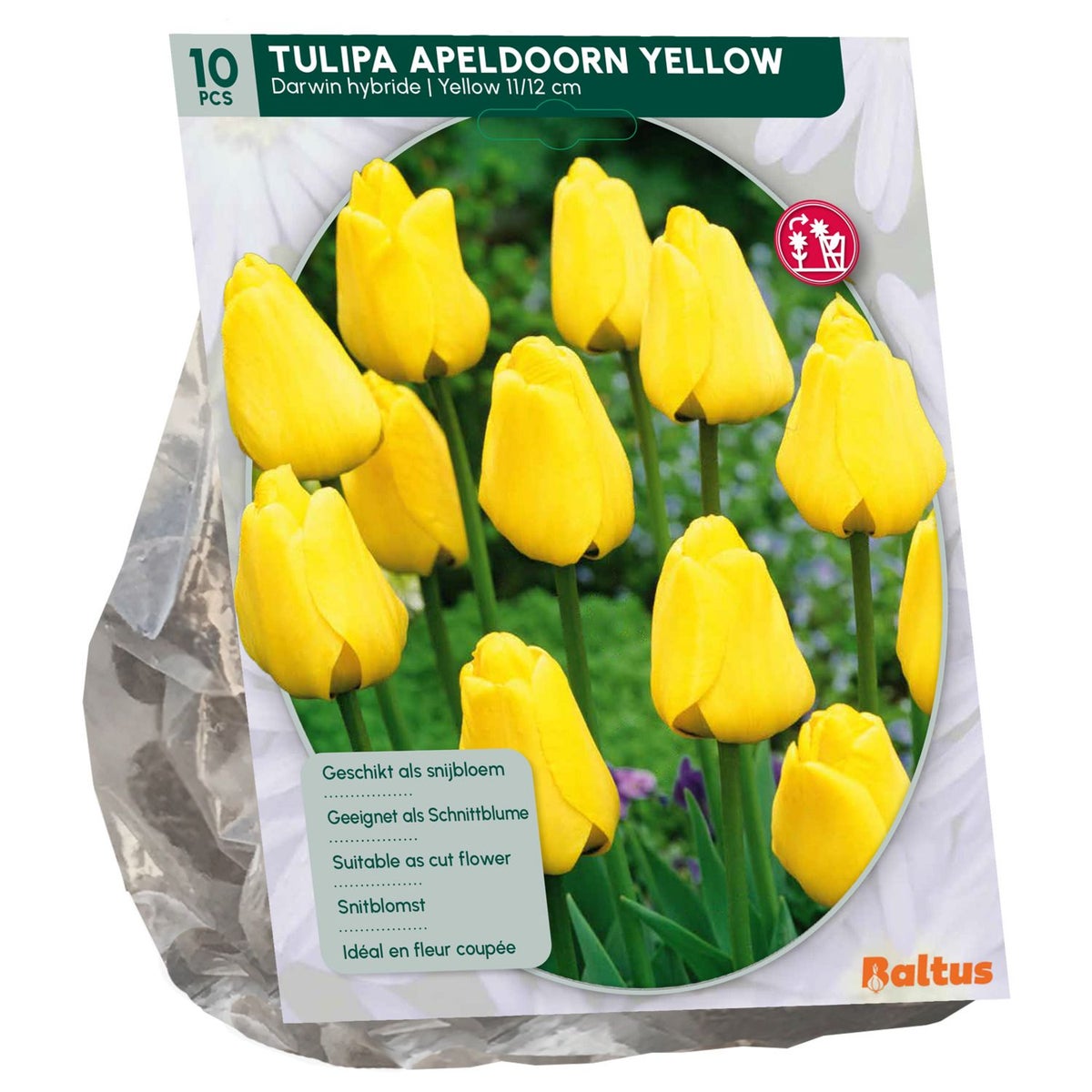Tulipa Apeldoorn Geel Darwin per 10 Tulipa Apeldoorn Geel Darwin per 10