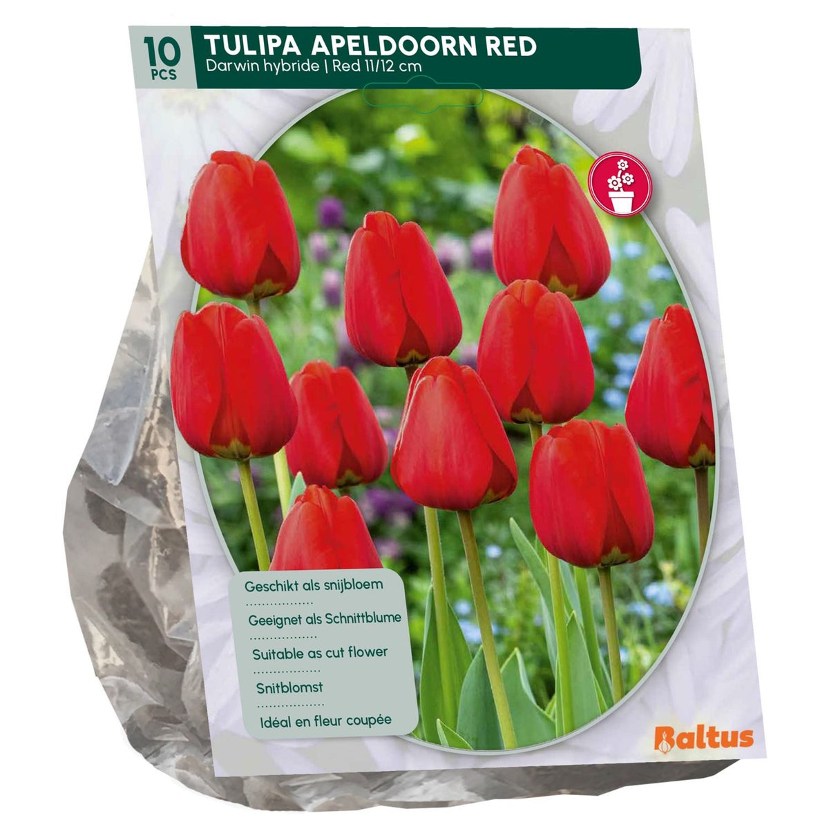 Tulipa Apeldoorn Rood Darwin per 10 Tulipa Apeldoorn Rood Darwin per 10