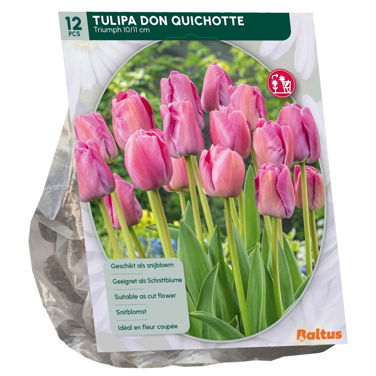 Tulipa Don Quichotte Triumph per 12 Tulipa Don Quichotte Triumph per 12