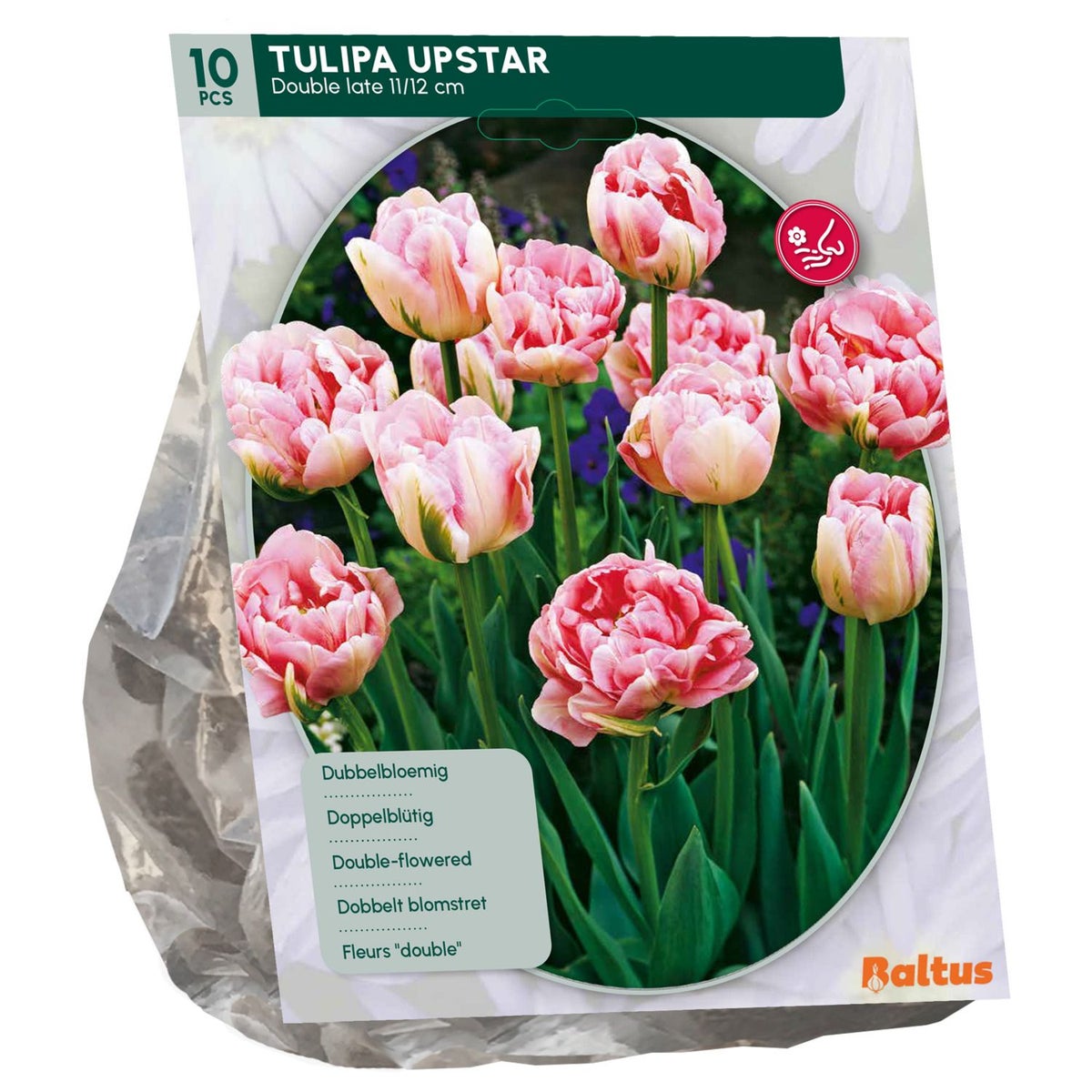 Tulipa Dubbel Laat Upstar per 10 Tulipa Dubbel Laat Upstar per 10