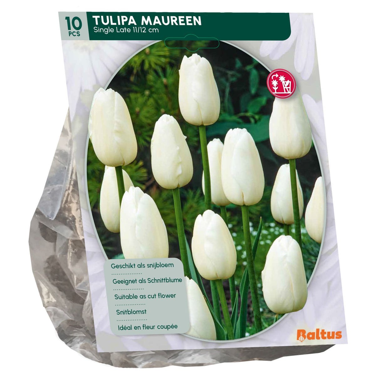Tulipa Maureen Enkel Laat per 10 Tulipa Maureen Enkel Laat per 10