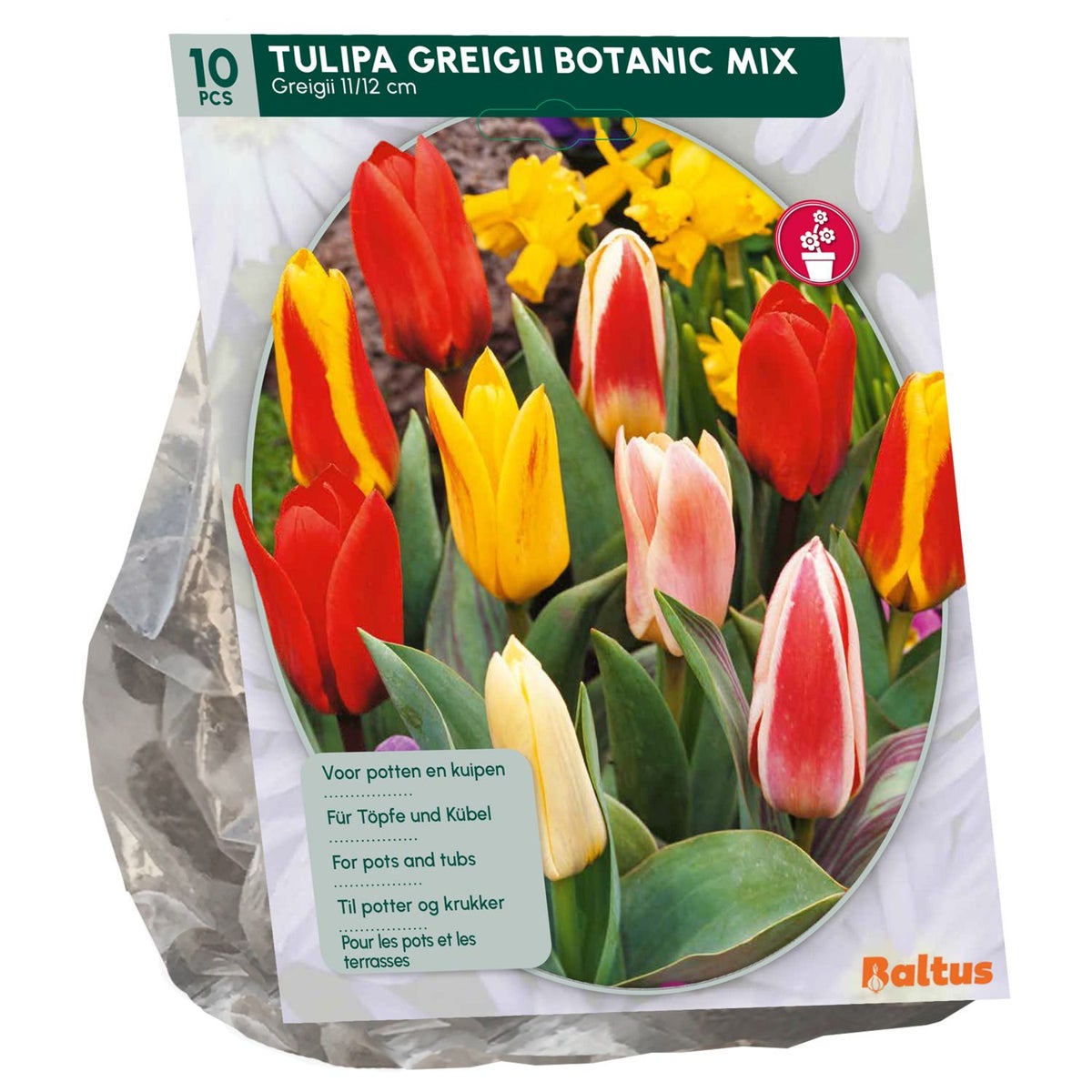 Tulipa Greigii Mix per 10 Tulipa Greigii Mix per 10