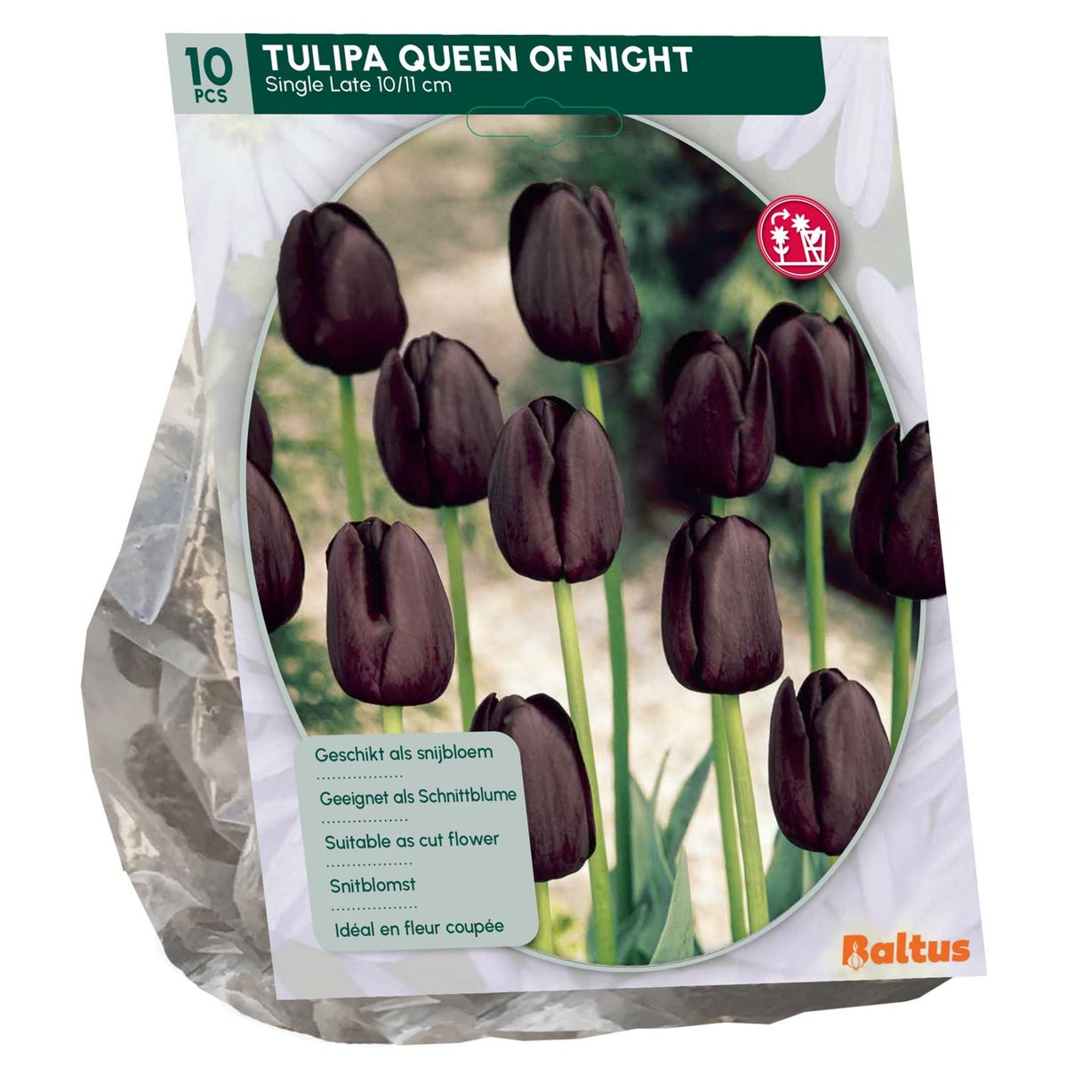 Tulipa Queen of Night Enkel Laat per 10 Tulipa Queen of Night Enkel Laat per 10