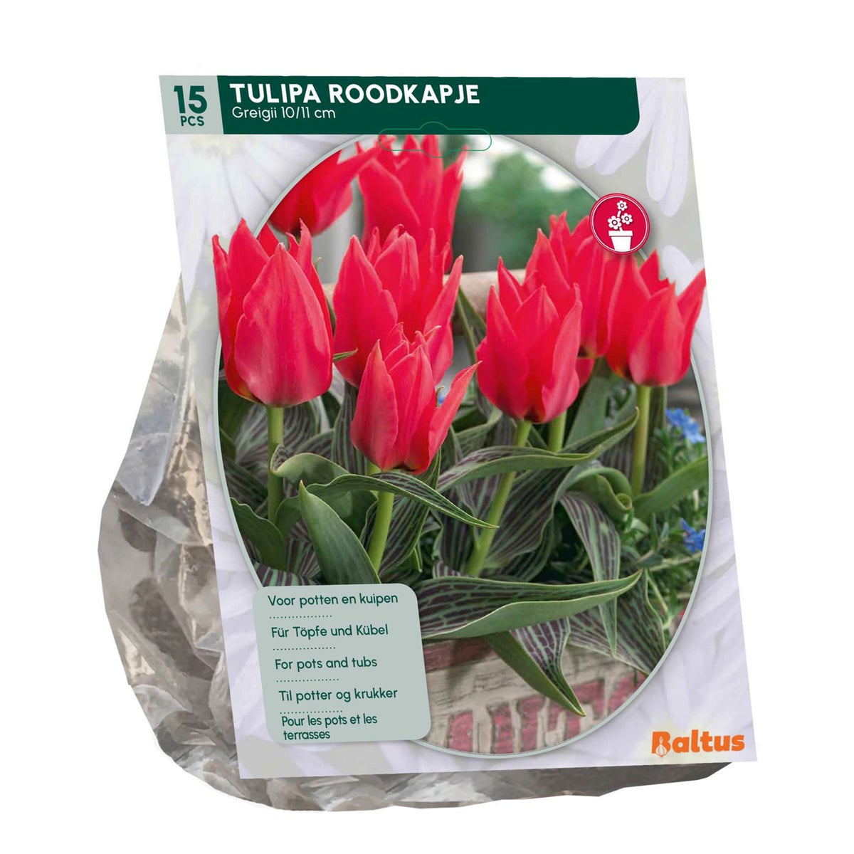 Tulipa Roodkapje Greigii per 15 Tulipa Roodkapje Greigii per 15