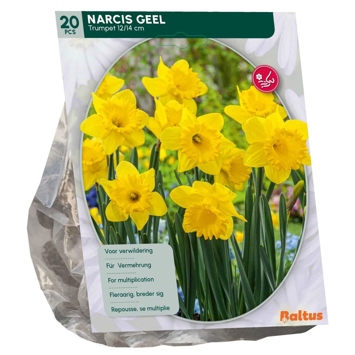 Narcis Trompet Geel per 15 Narcis Trompet Geel per 15