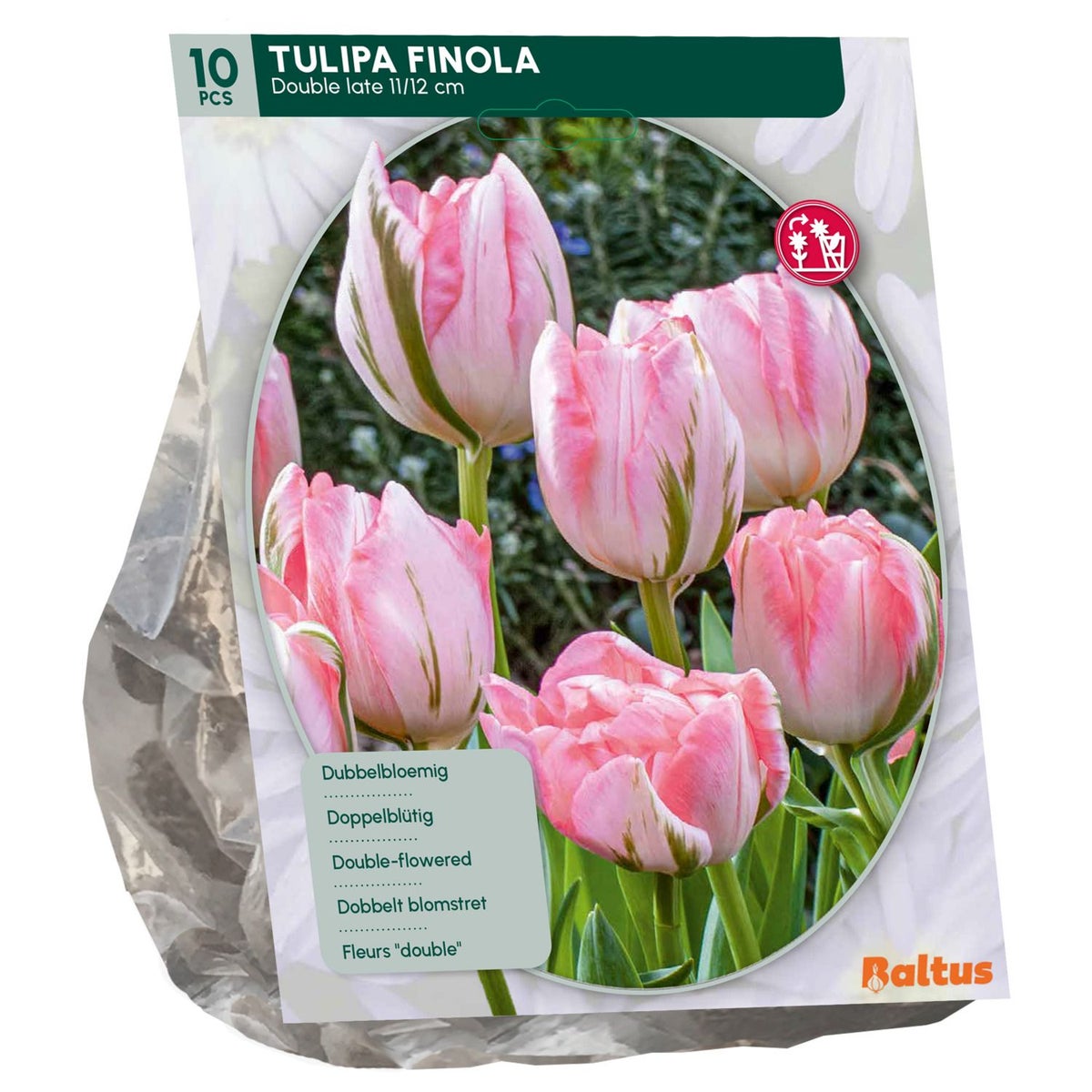 Tulipa Dubbel Laat Finola per 10 Tulipa Dubbel Laat Finola per 10
