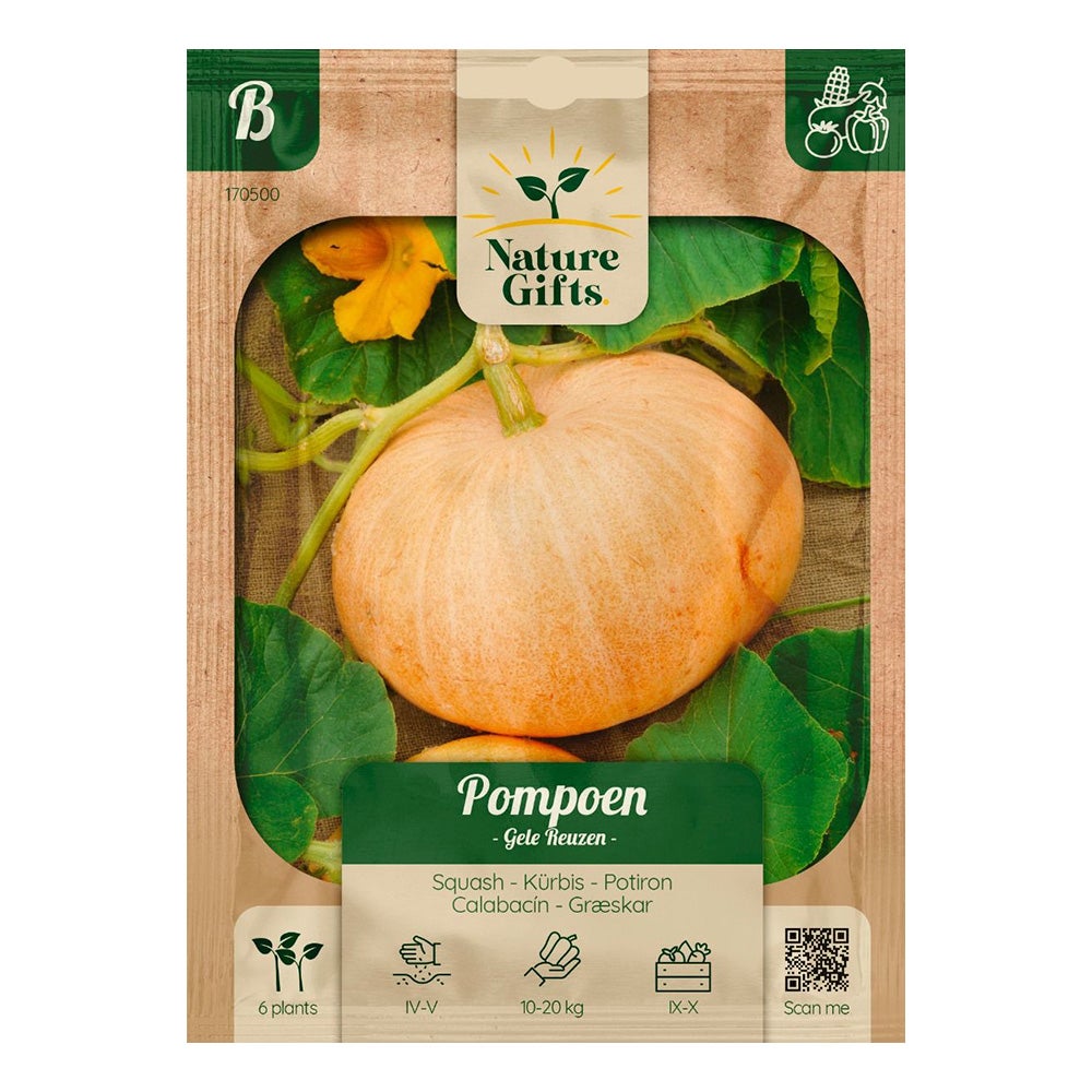 Pompoen gele reuzen Pompoen gele reuzen