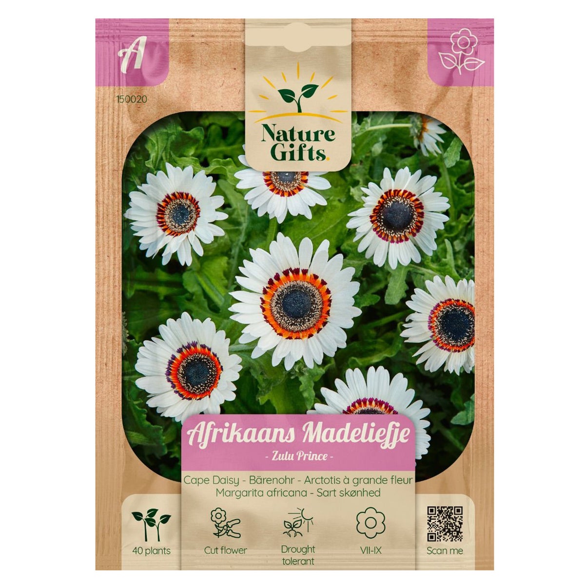 Madelief Afrikaanse Zulu Prince Madelief Afrikaanse Zulu Prince