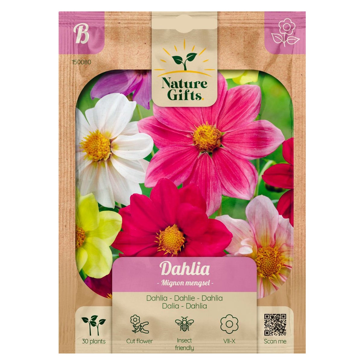 Dahlia mignon mix Dahlia mignon mix
