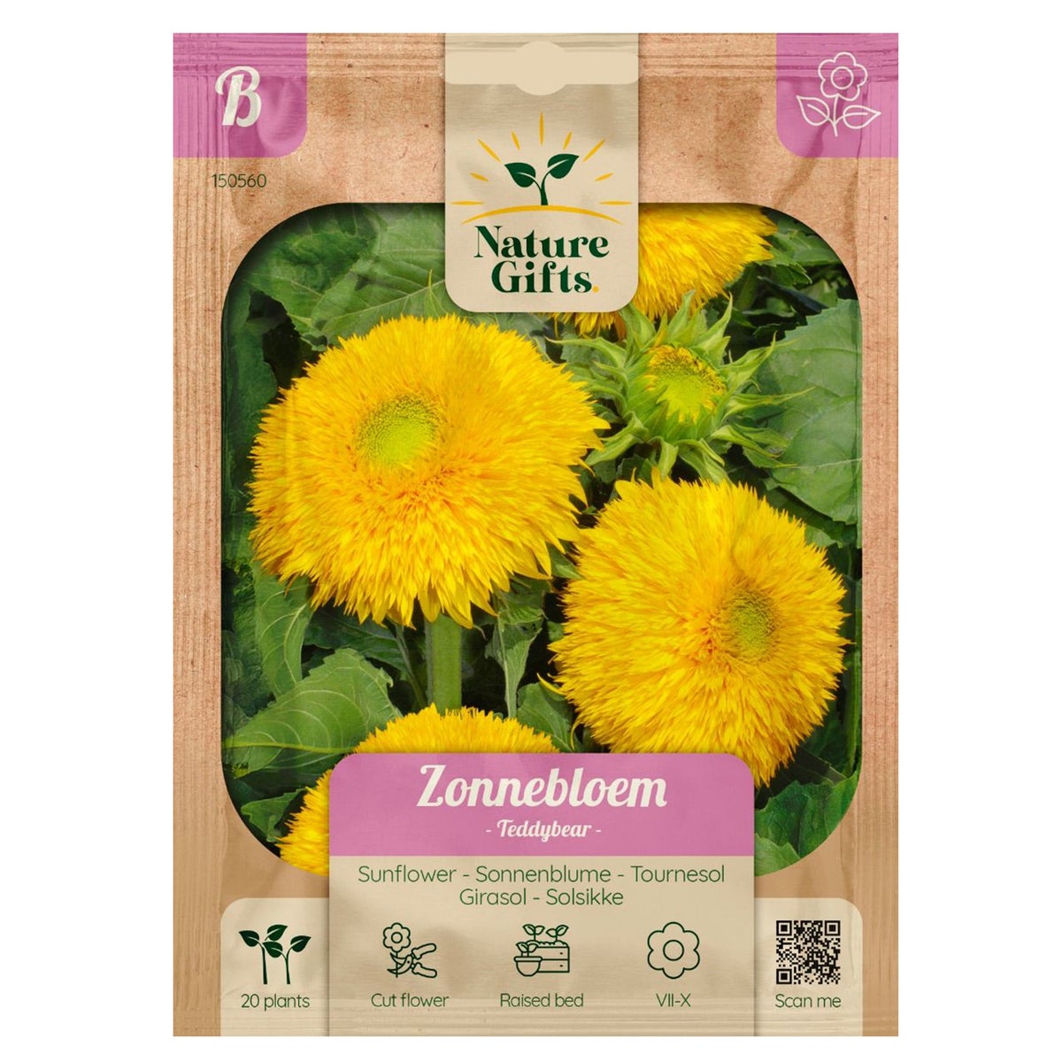 Zonnebloemen Teddybear Zonnebloemen Teddybear