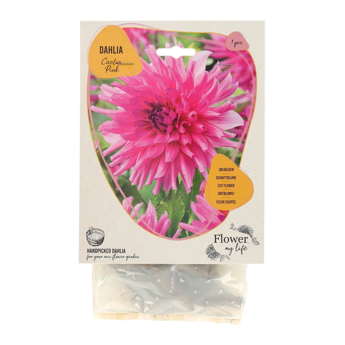 Dahlia flower my life cactus pink Dahlia flower my life cactus pink