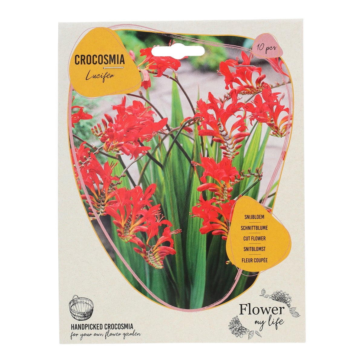 Crocosmia 10 stuks Crocosmia 10 stuks