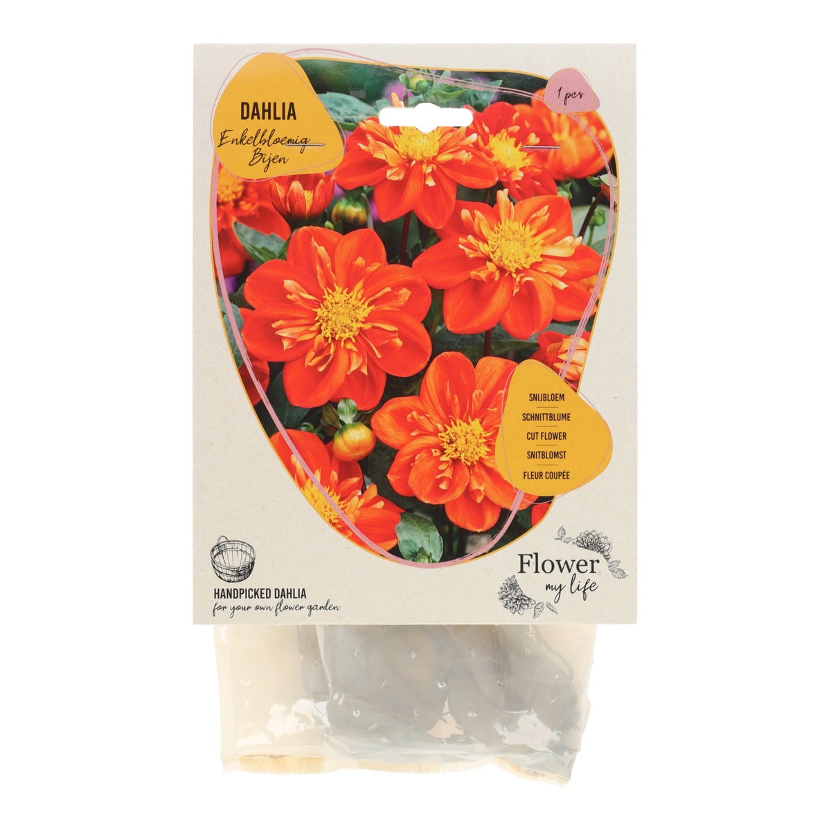 Dahlia flower my life vlinders Dahlia flower my life vlinders