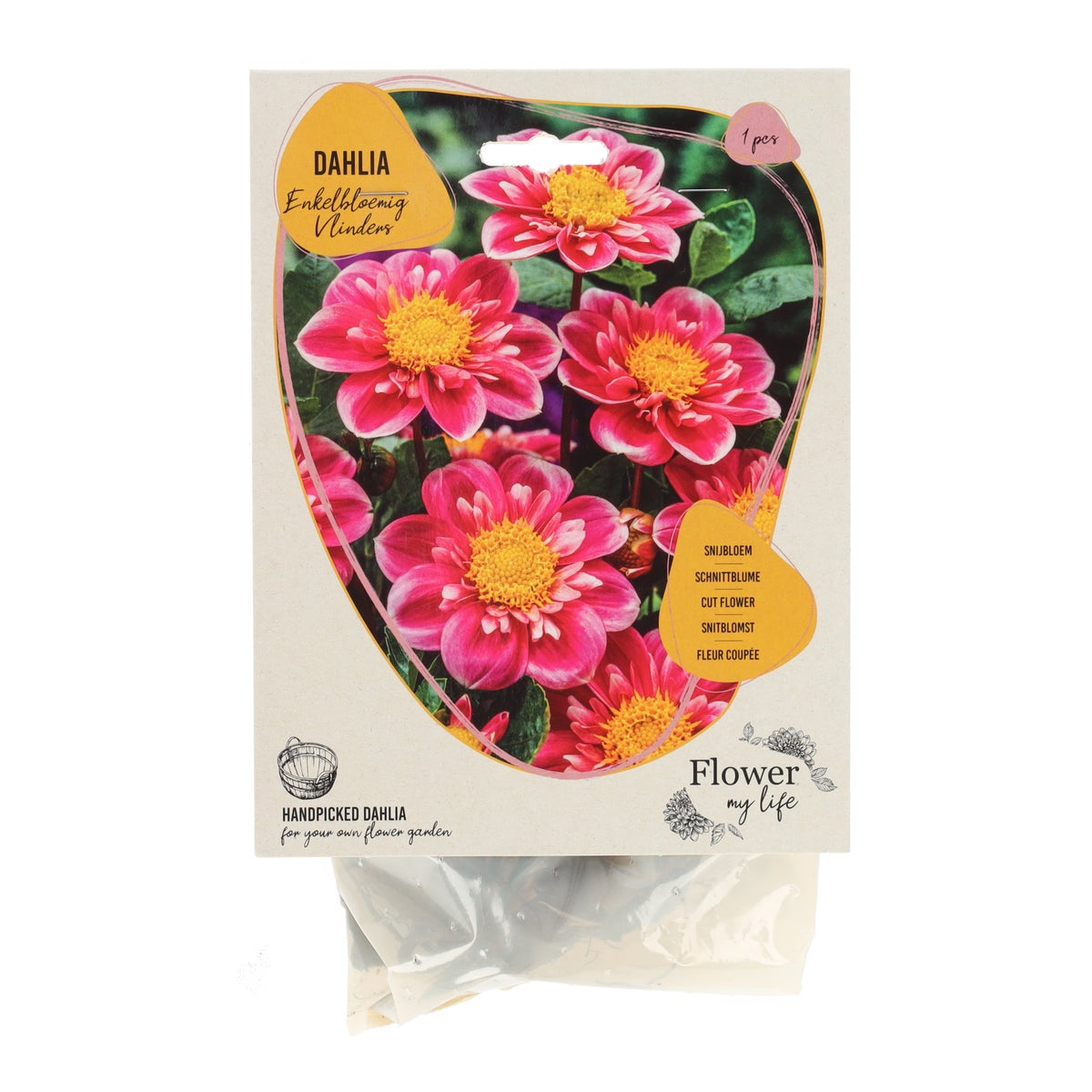 Dahlia flower my life bijen Dahlia flower my life bijen
