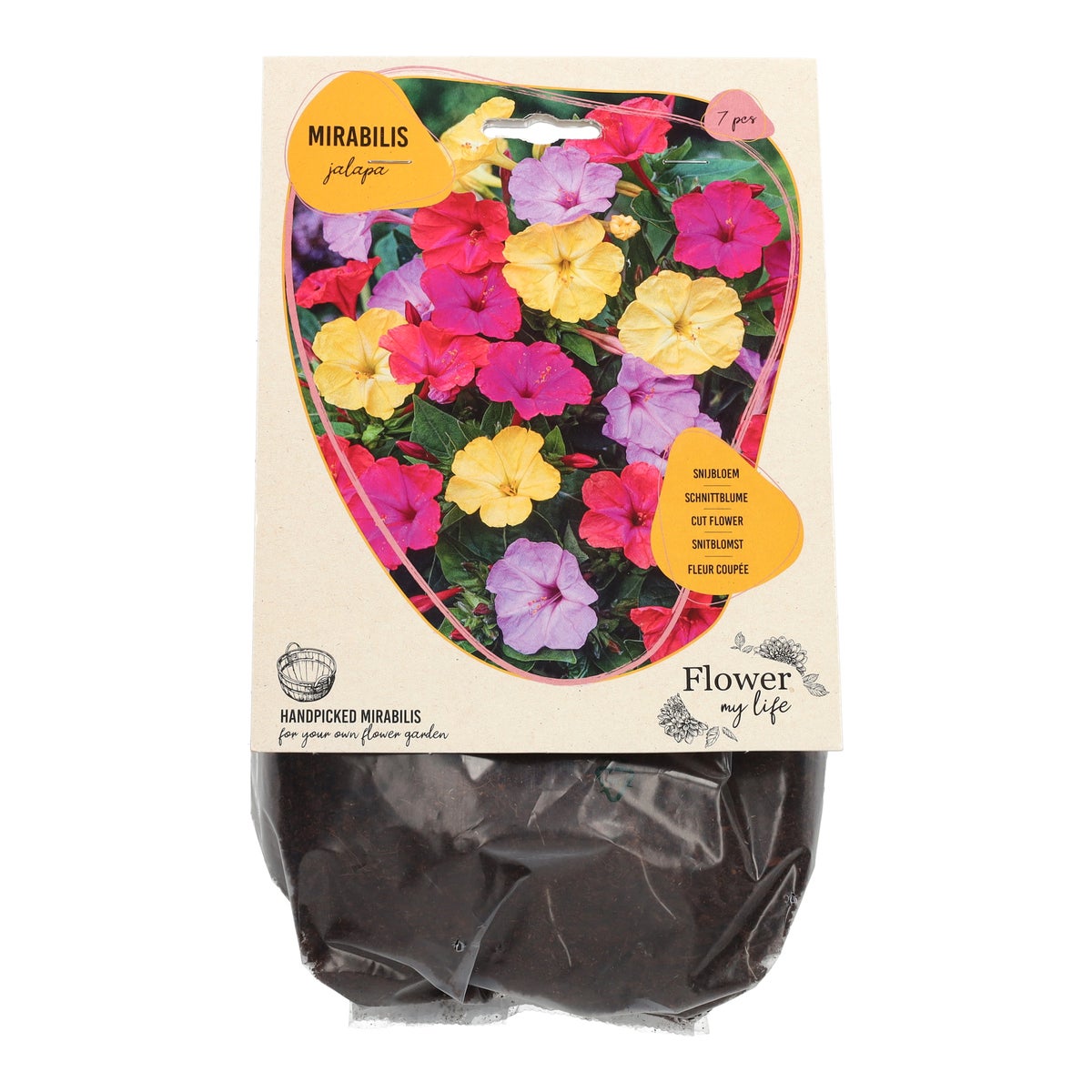 Mirabilis Jalapa 7 stuks Mirabilis Jalapa 7 stuks