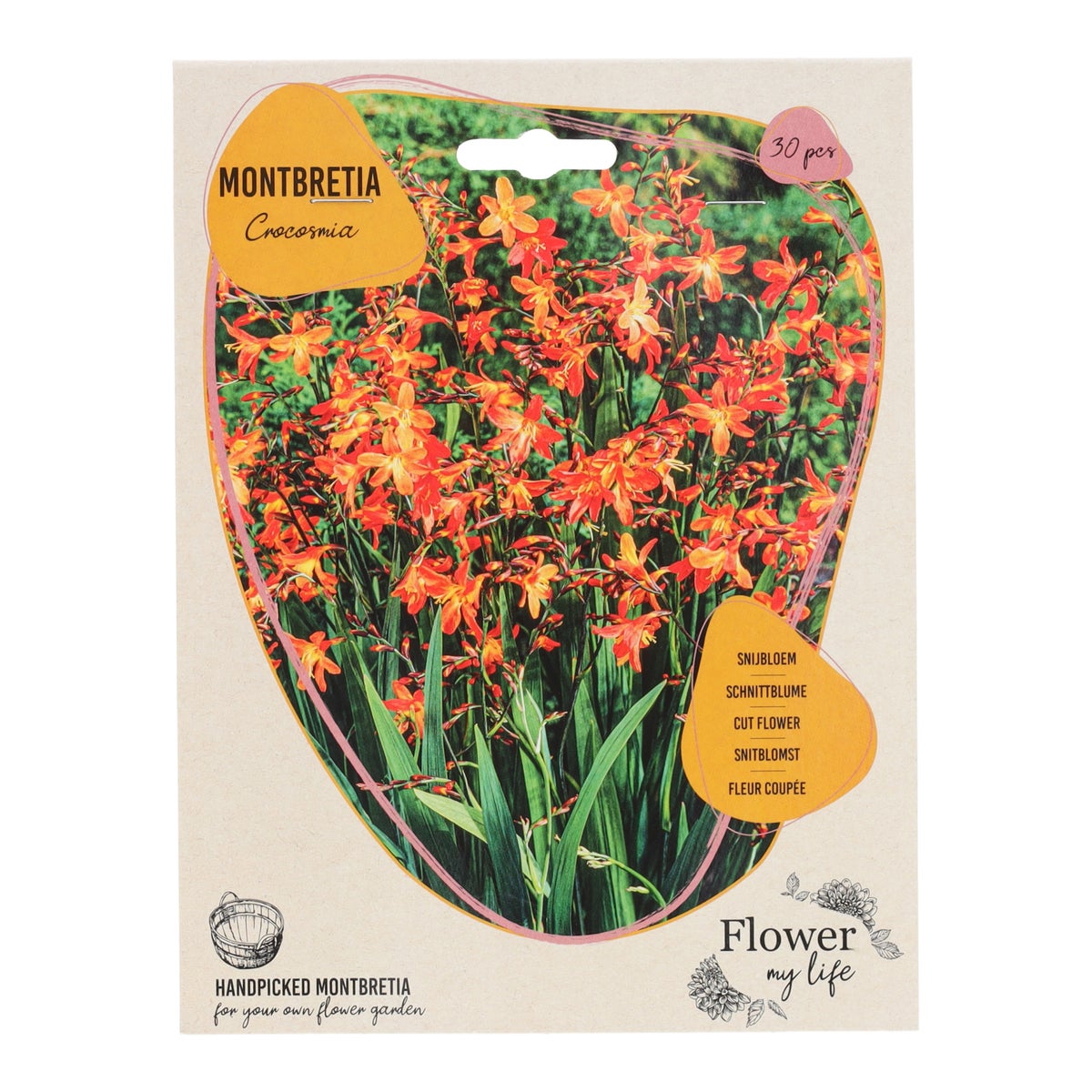 Montbretia 30 stuks Montbretia 30 stuks