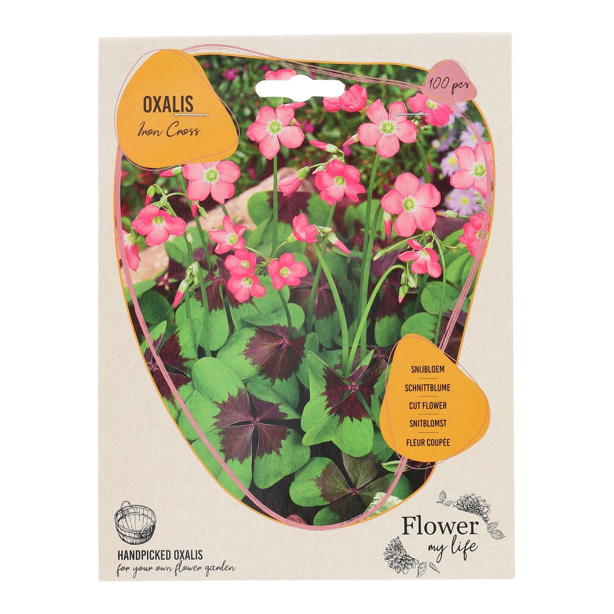Oxalis Deppei Iron Cross 100 stuks Oxalis Deppei Iron Cross 100 stuks