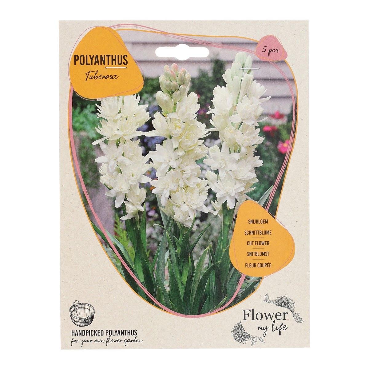 Polyanthus Tuberosa 5 stuks Polyanthus Tuberosa 5 stuks