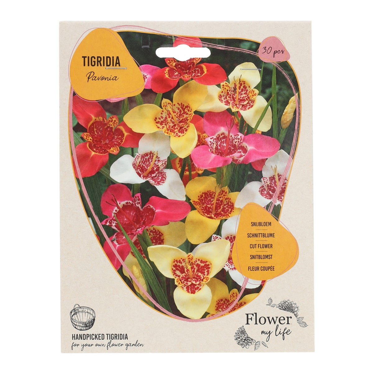 Tigridia Pavonia mix 30 stuks Tigridia Pavonia mix 30 stuks